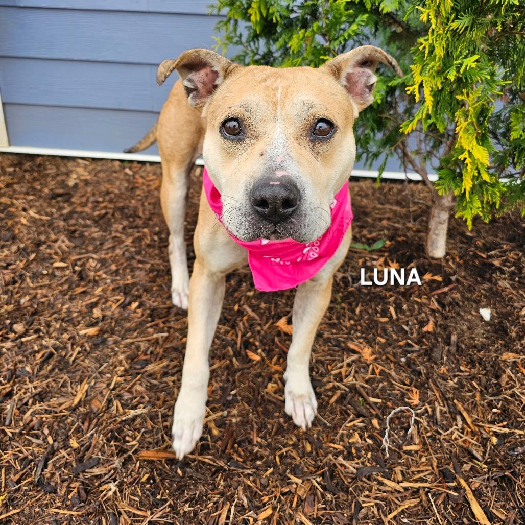 Enlarge Luna, a Adoptable mixed breed in Phoenix, AZ image 2/4