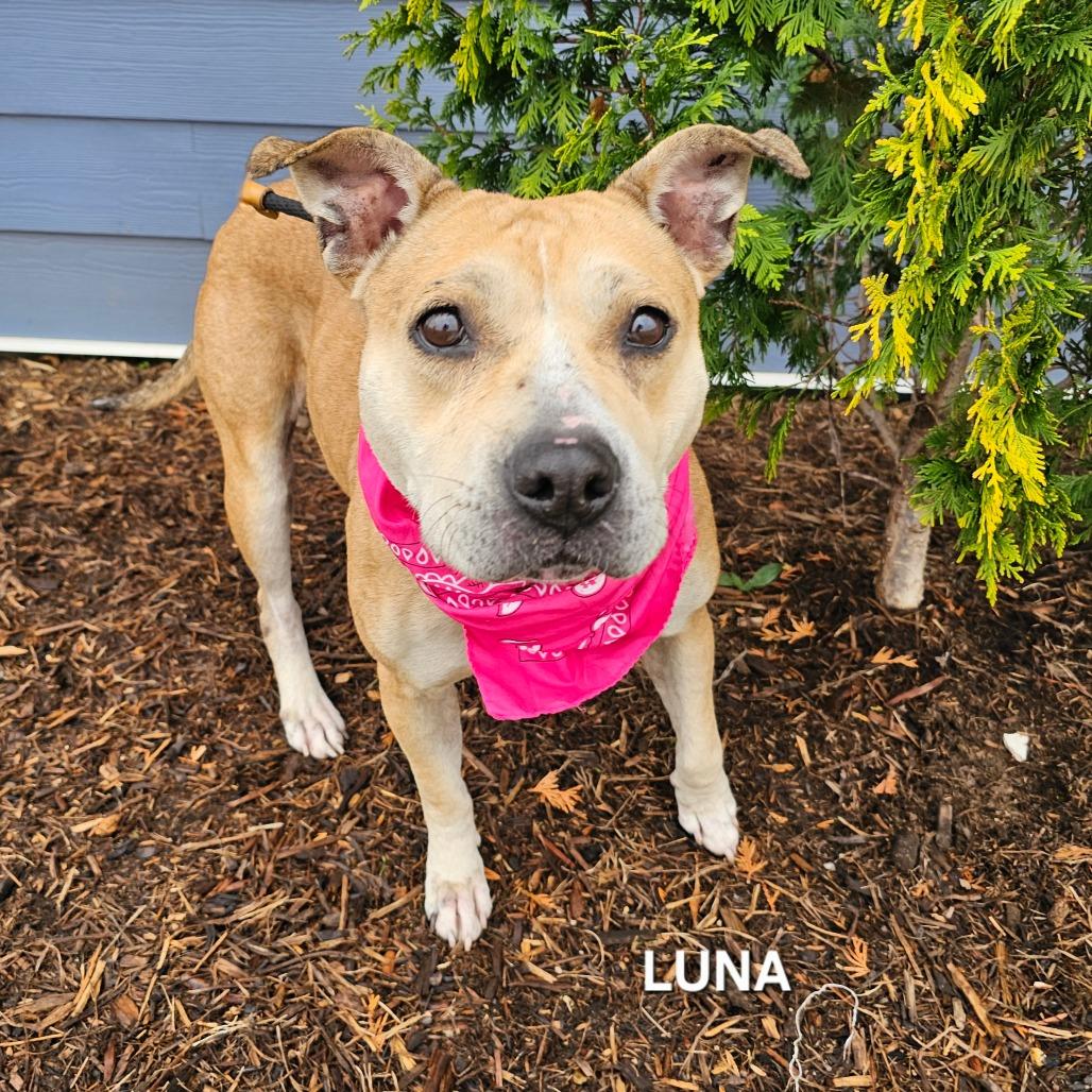 Enlarge Luna, a Adoptable mixed breed in Phoenix, AZ image 3/4