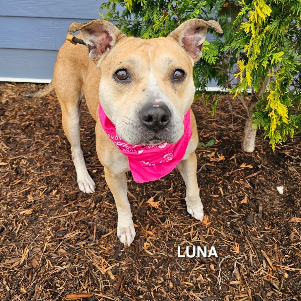 Enlarge Luna, a Adoptable mixed breed in Phoenix, AZ image 4/4