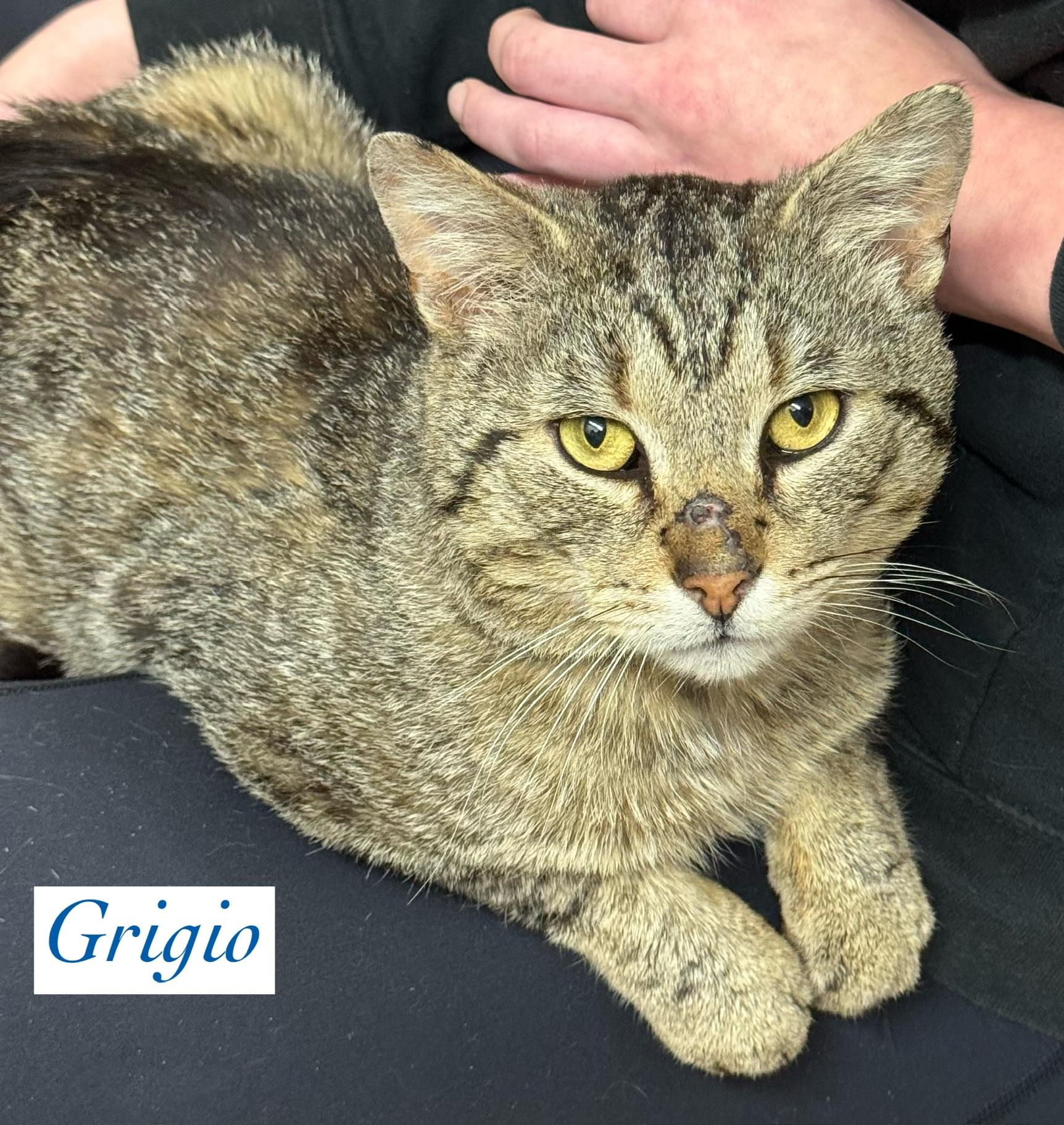 Grigio