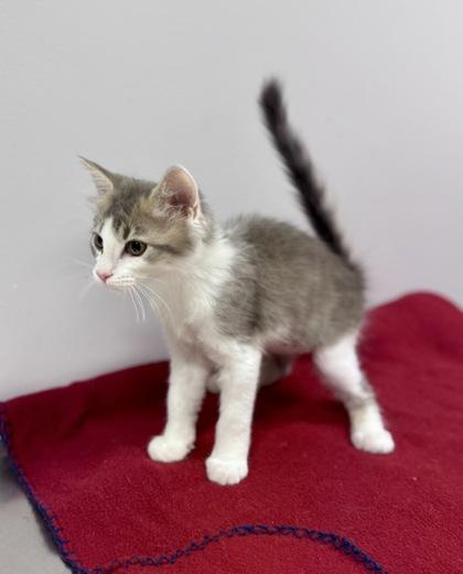 Deborah at PetSmart in Athens, GA, adopted, Kitten Female Domestic Short Hair.