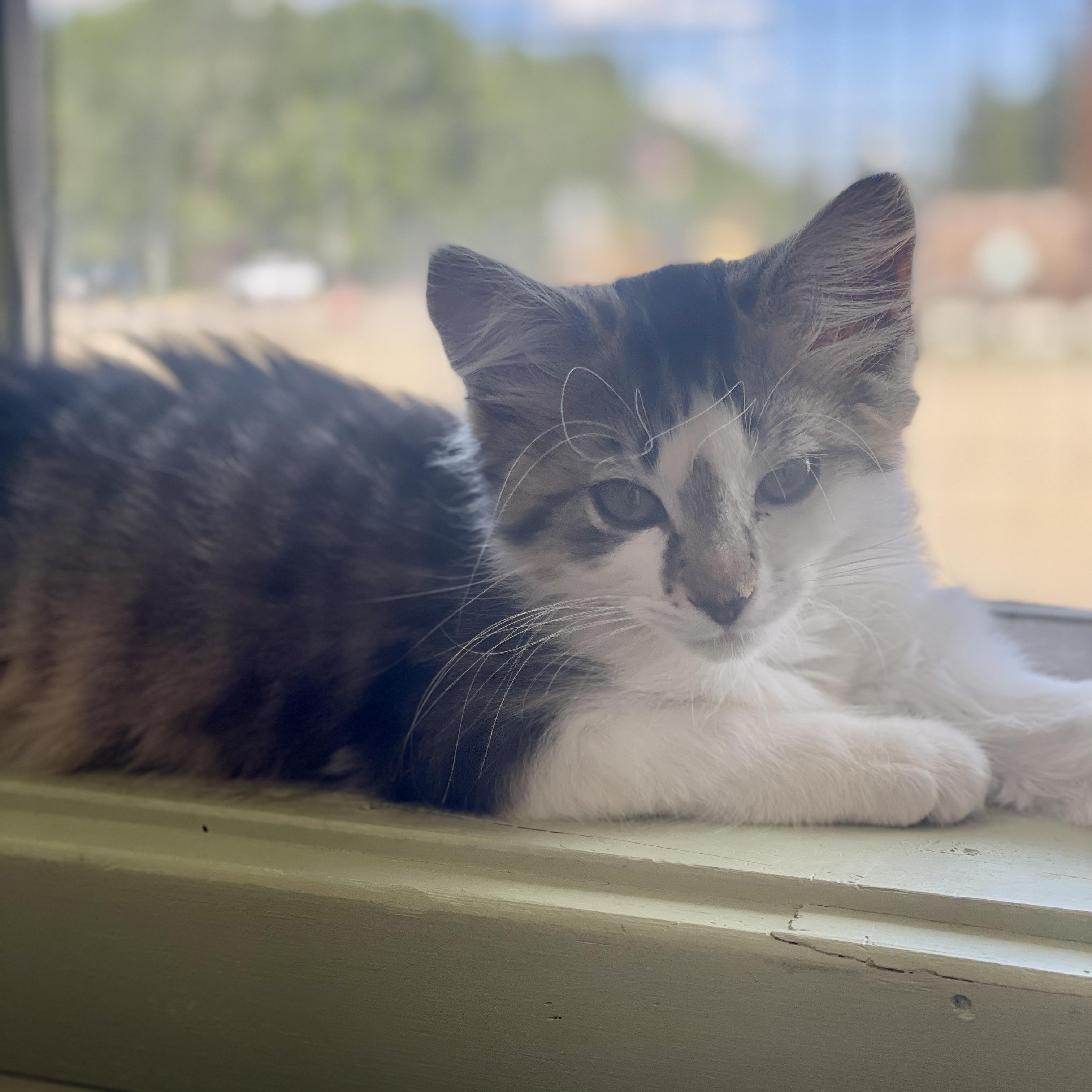 VELVET, an adopted Domestic Long Hair in Pinedale, WY image 1/3