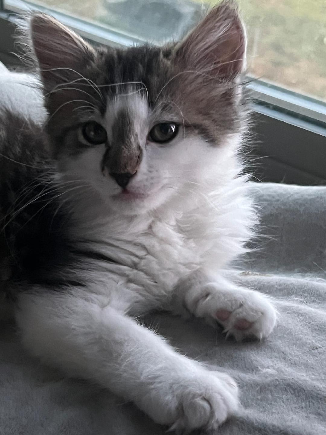 VELVET, ADOPTABLE, Kitten Female Domestic Long Hair.