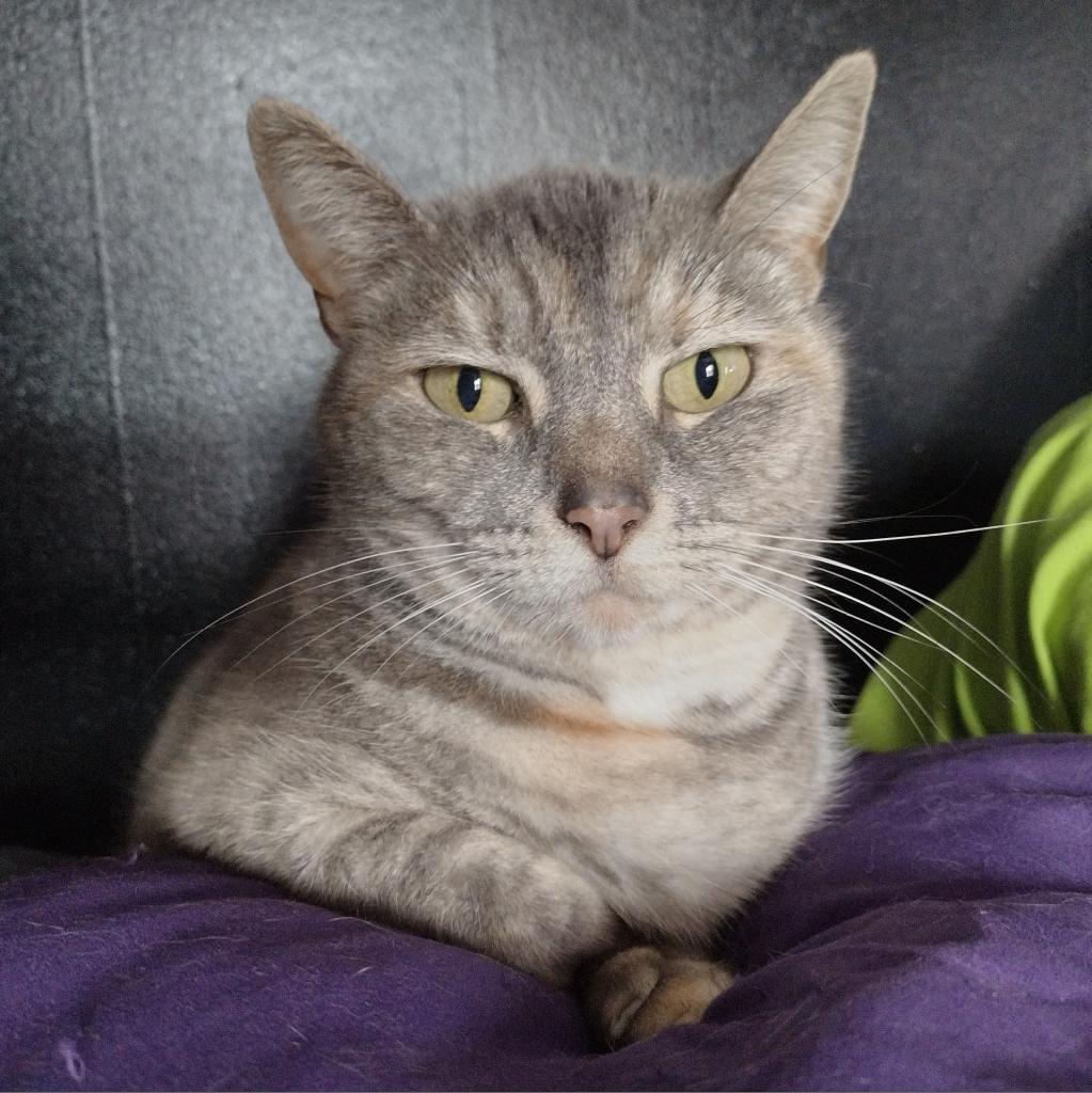 Enlarge Olivia, a Adoptable Domestic Short Hair in Winchester, VA image 1/1