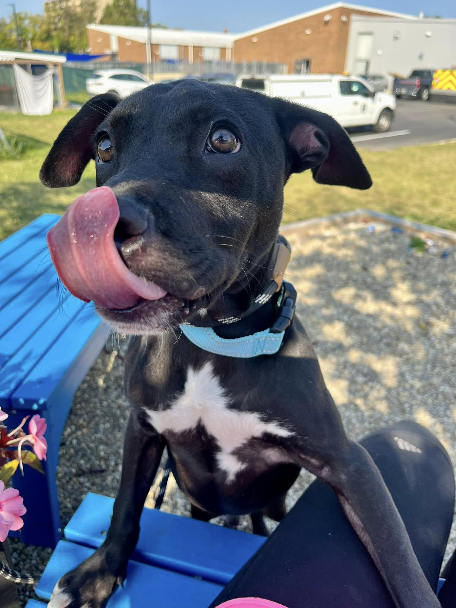 Angus