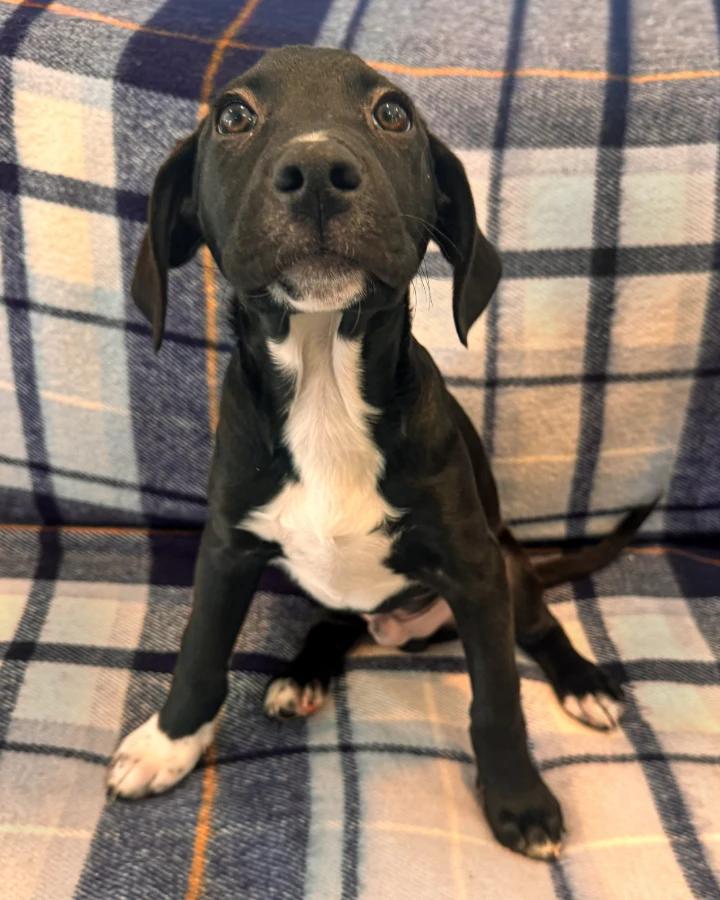 Sneezy, Adoptable, Puppy Male Collie.