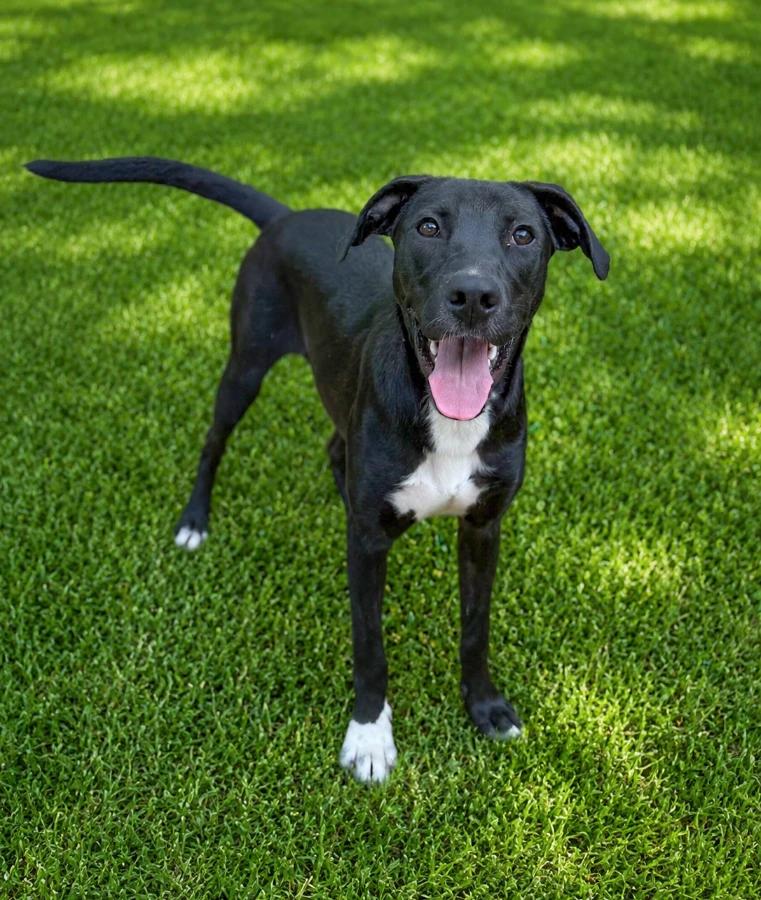 Sneezy, Adoptable, Puppy Male Collie.