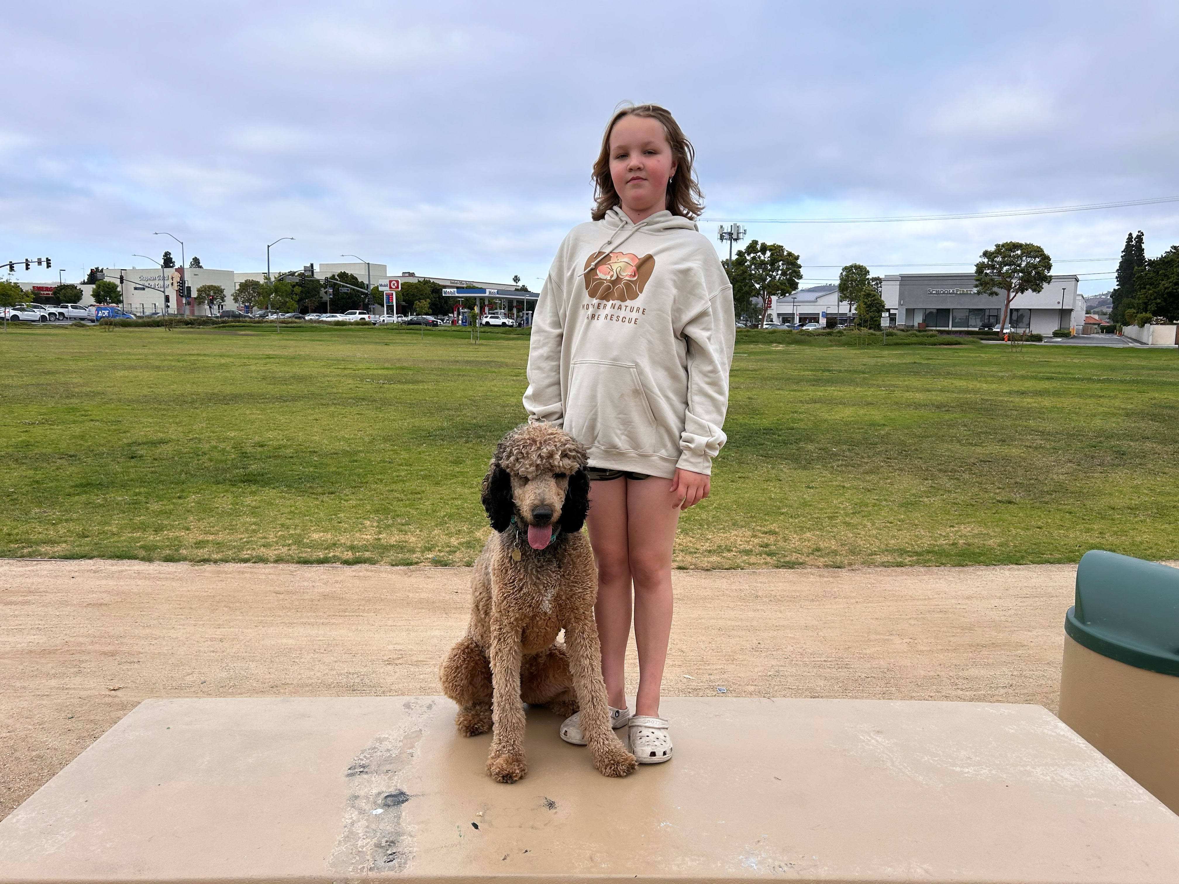 Enlarge Cooper, a Adopted Standard Poodle in Corona, CA image 1/5