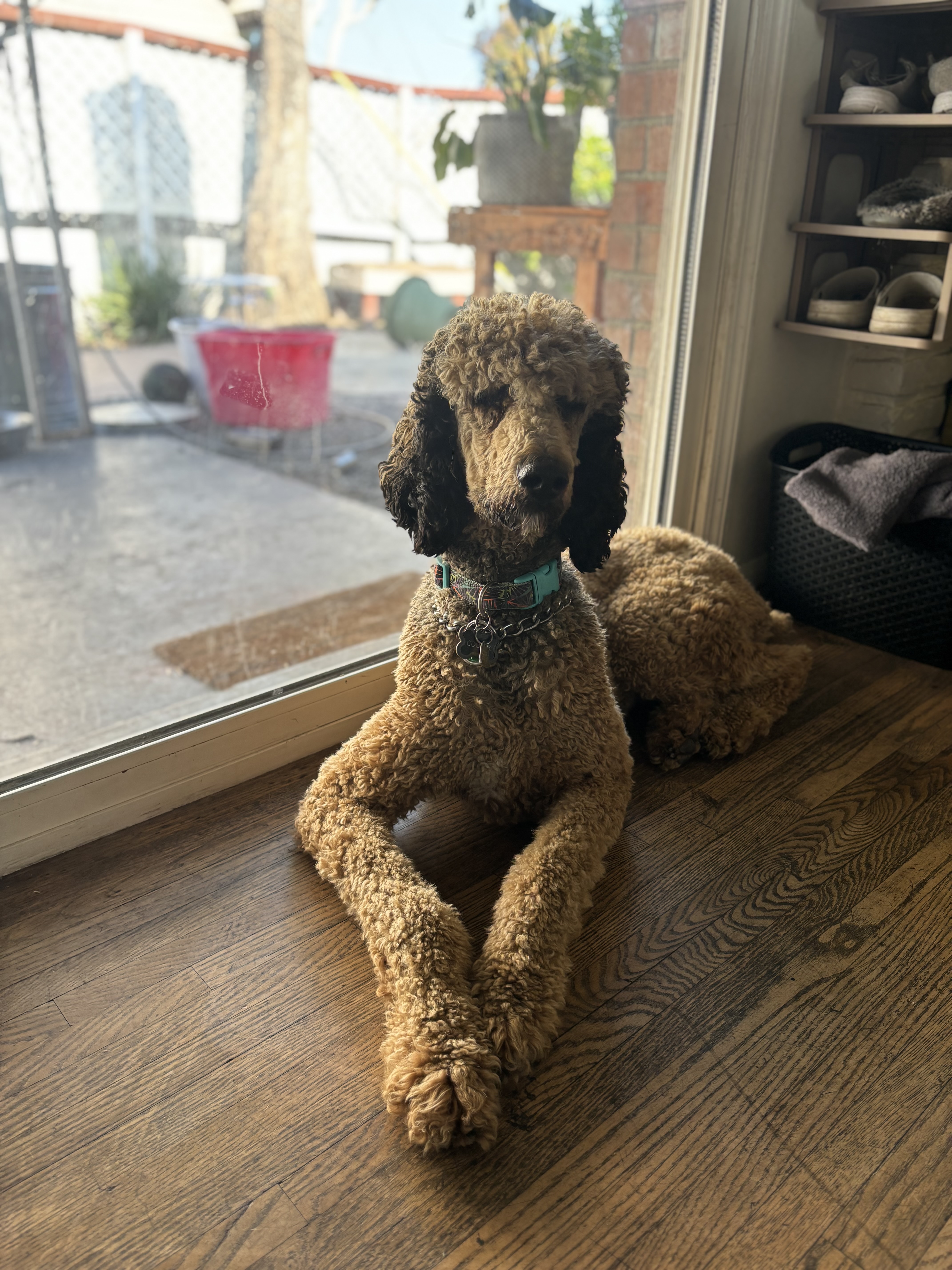Enlarge Cooper, a Adopted Standard Poodle in Corona, CA image 2/5
