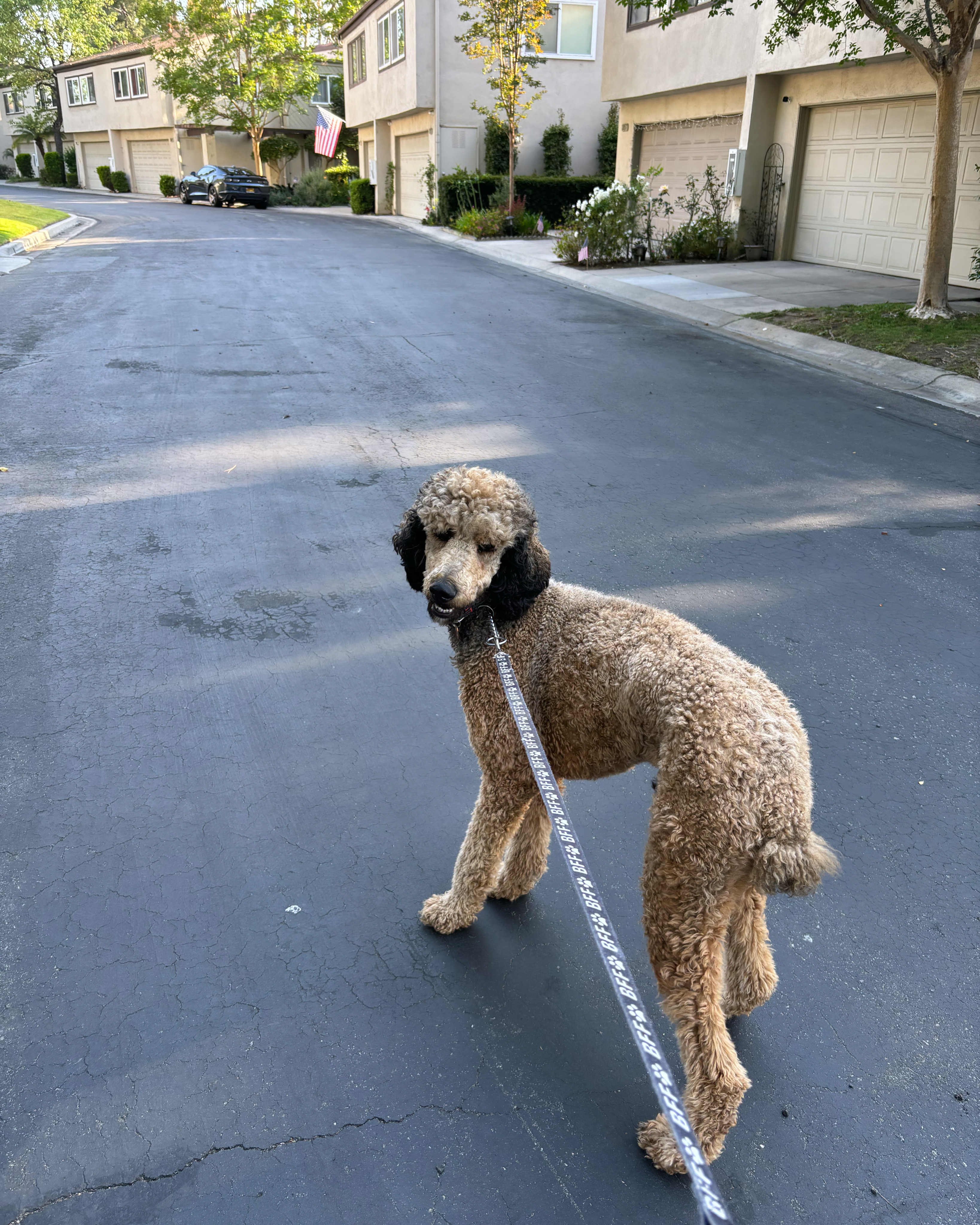 Enlarge Cooper, a Adopted Standard Poodle in Corona, CA image 3/5