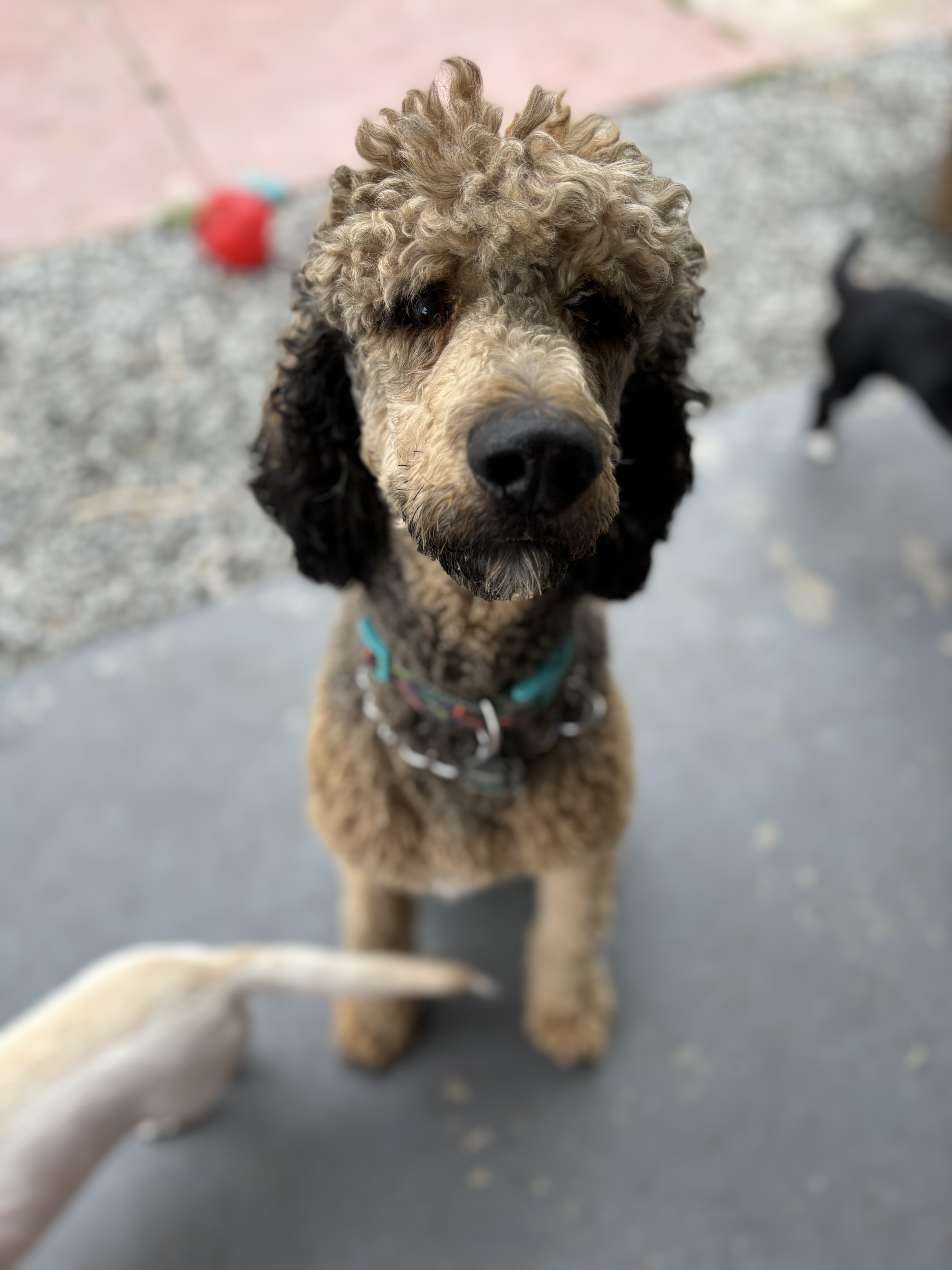 Enlarge Cooper, a Adopted Standard Poodle in Corona, CA image 5/5