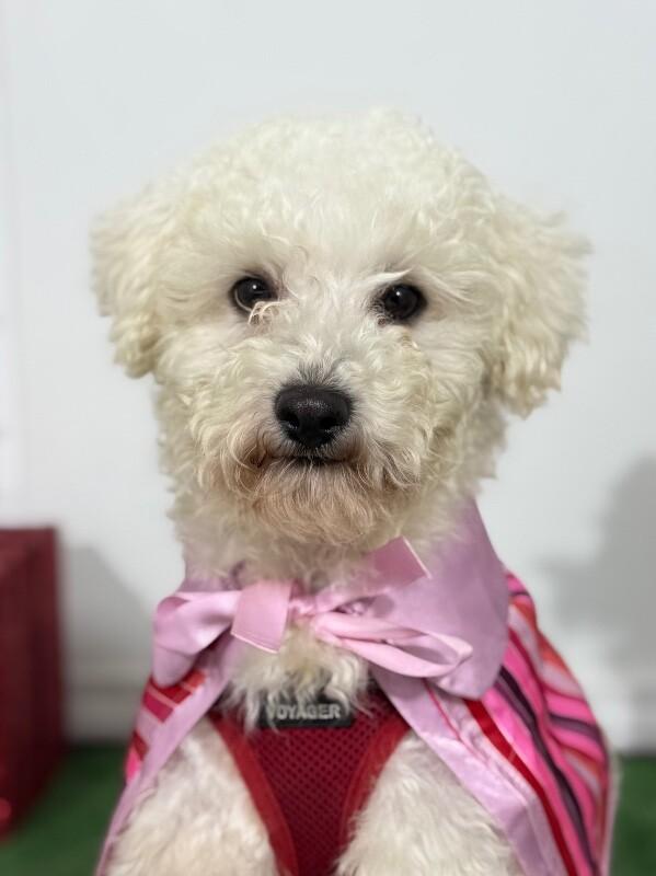 Enlarge Louie, a Adoptable mixed breed in San Marcos, CA image 1/1