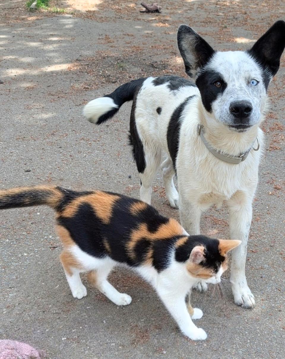 Spot, a ADOPTABLE mixed breed in COEUR D ALENE, ID image 2/6