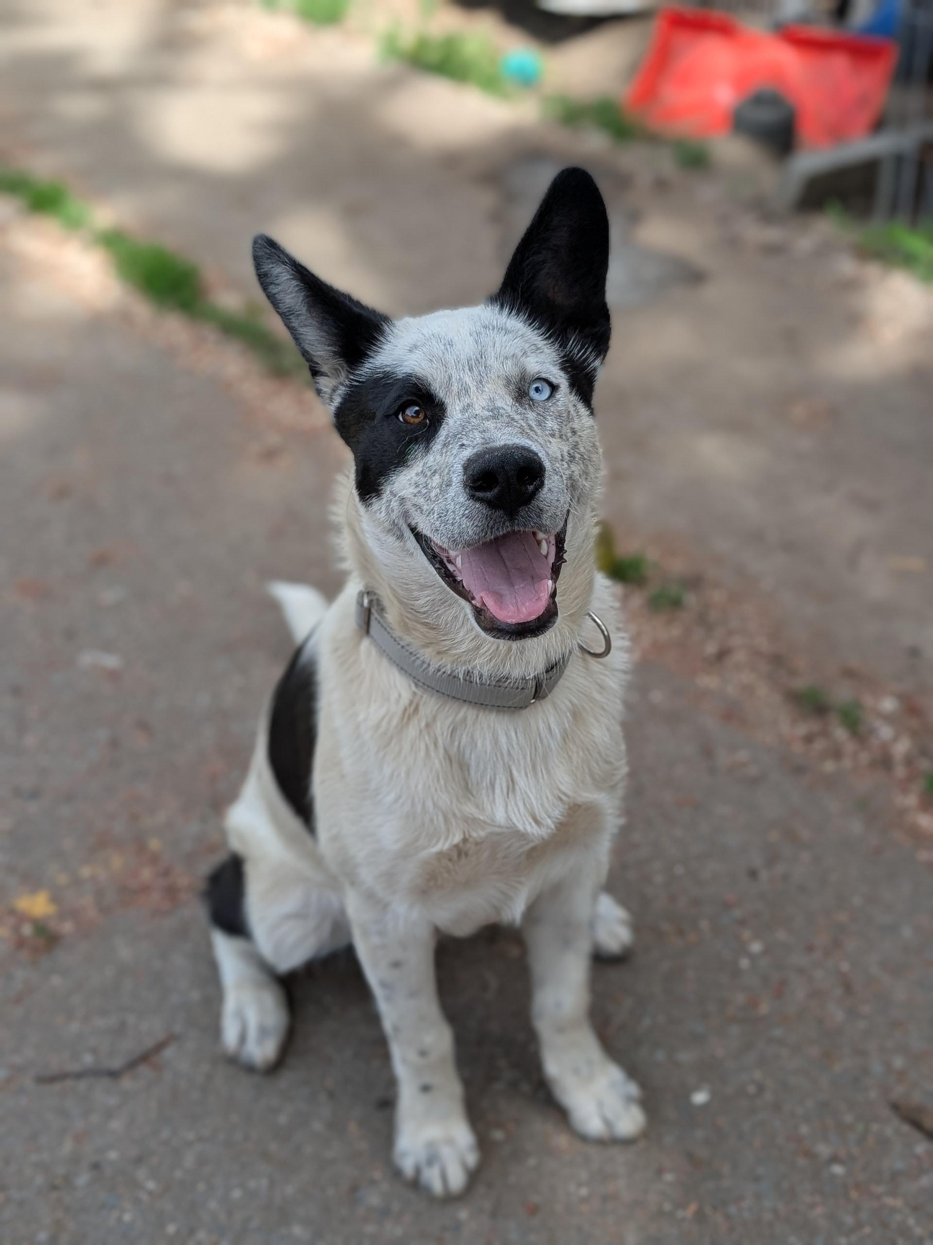 Spot, a ADOPTABLE mixed breed in COEUR D ALENE, ID image 3/6