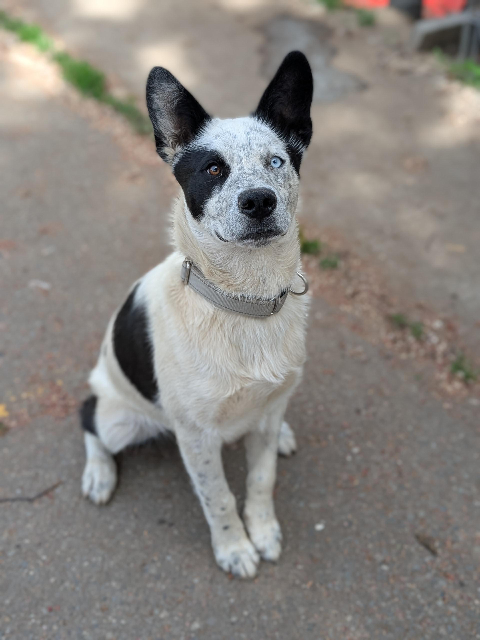 Spot, a ADOPTABLE mixed breed in COEUR D ALENE, ID image 5/6