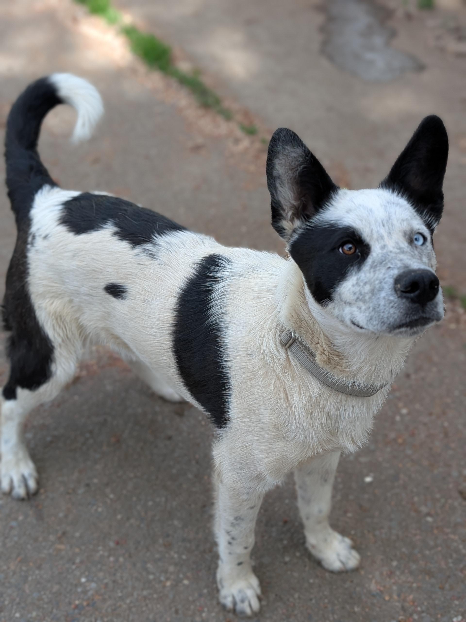 Spot, ADOPTABLE, Young Male Australian Cattle Dog / Blue Heeler.