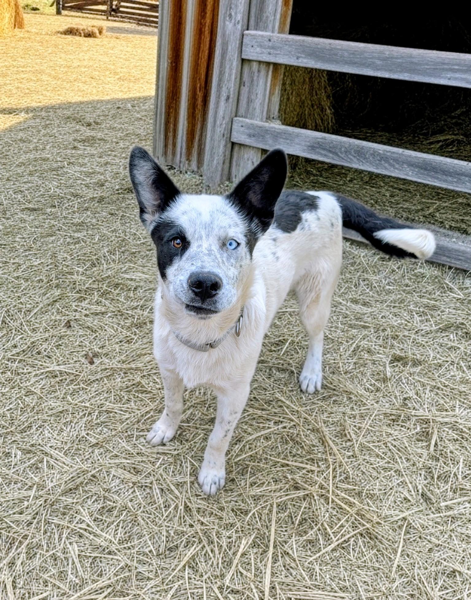 Spot, a ADOPTABLE mixed breed in COEUR D ALENE, ID image 4/6