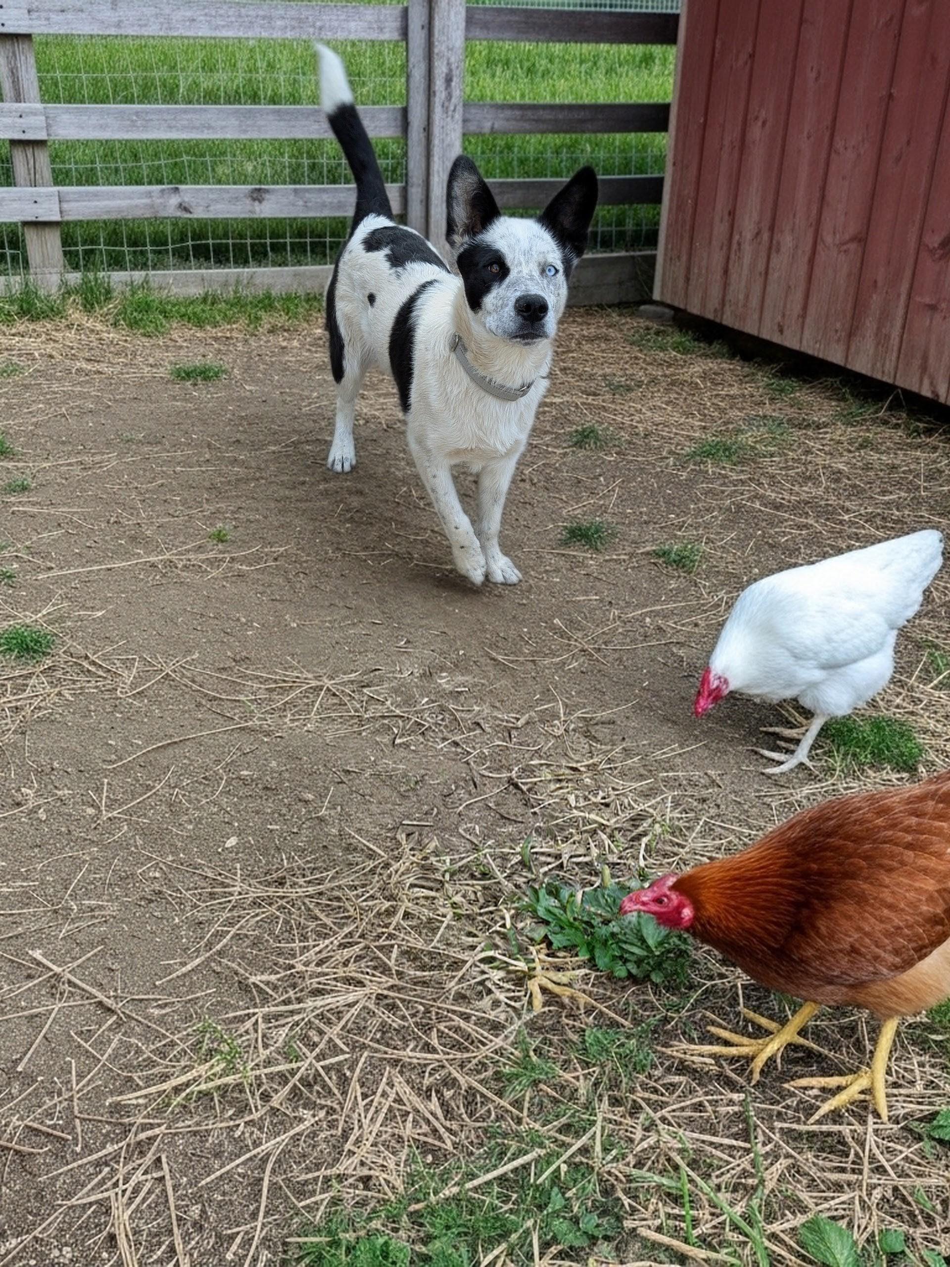 Spot, a ADOPTABLE mixed breed in COEUR D ALENE, ID image 6/6