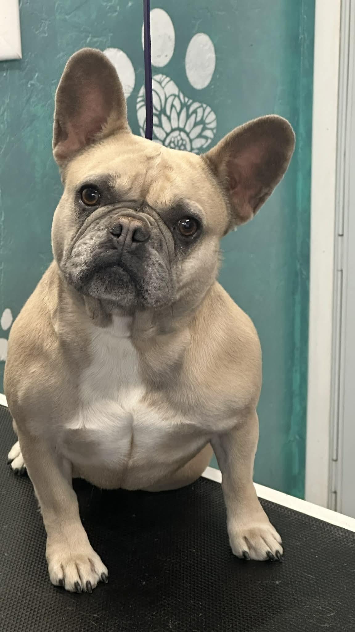 Enlarge Pippa, a ADOPTABLE French Bulldog in Salina, UT image 1/1