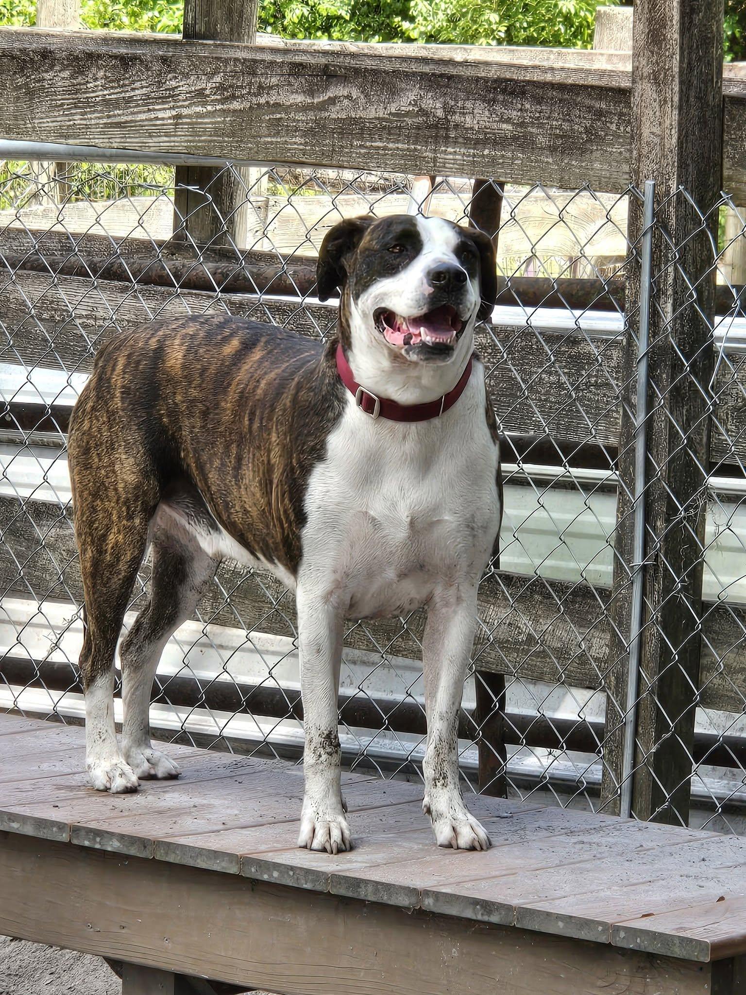 Zeke *Trained & SPONSORED*, an adopted mixed breed in Umatilla, FL image 5/5