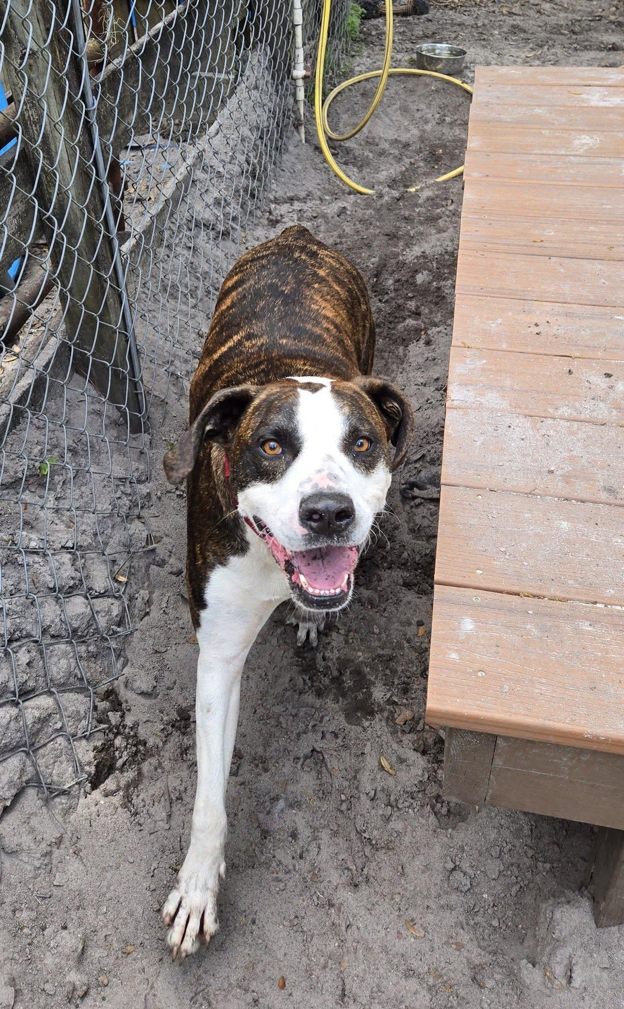 Zeke *Trained & SPONSORED*, an adopted mixed breed in Umatilla, FL image 3/5