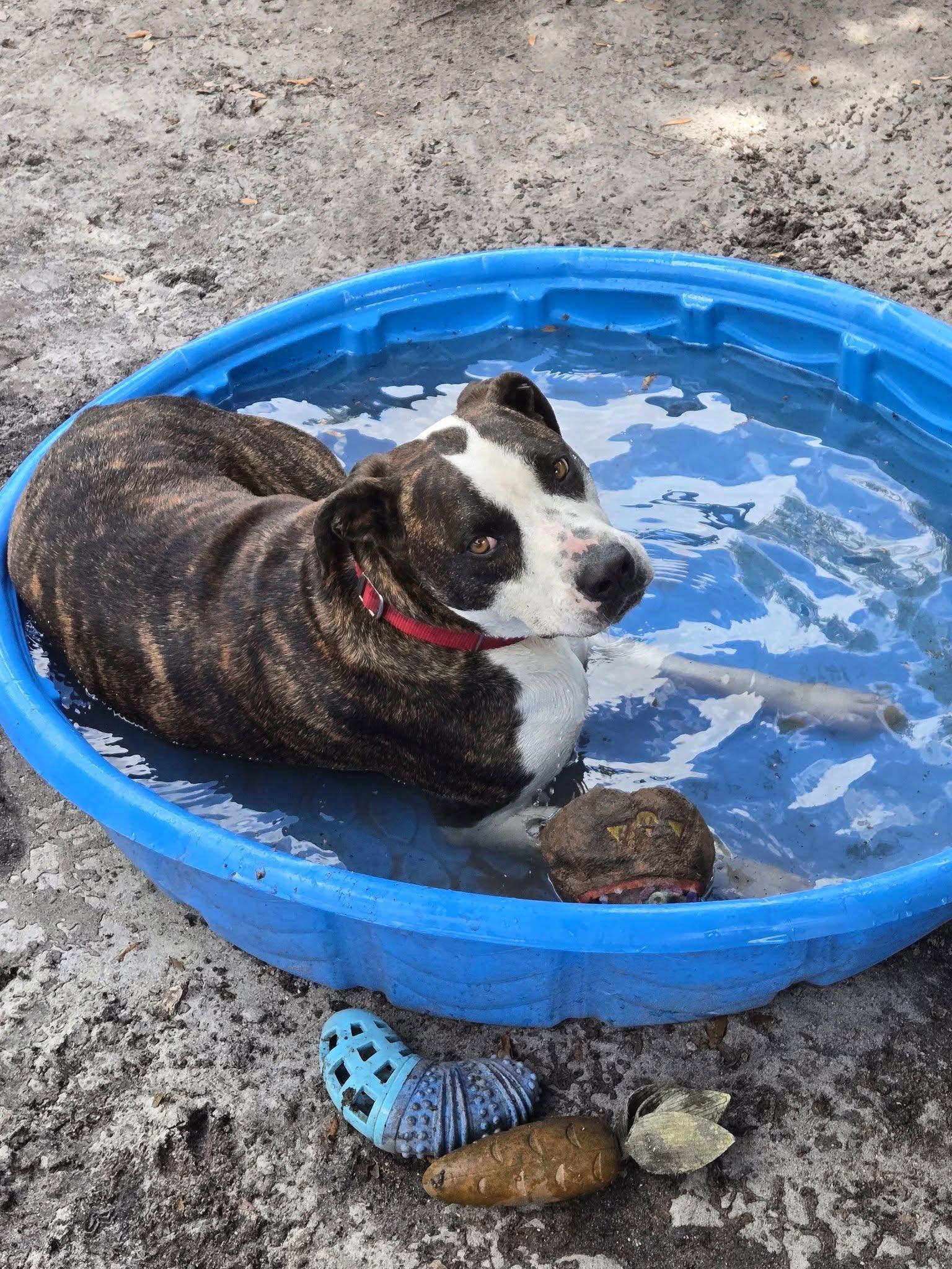 Zeke *Trained & SPONSORED*, adopted, Adult Male Hound & Boxer.