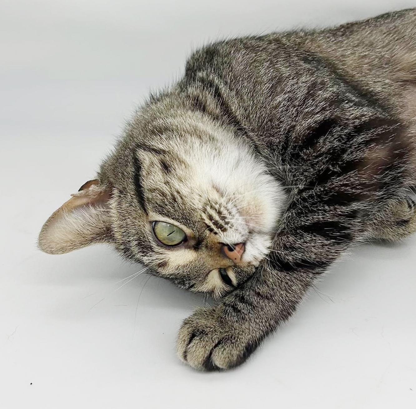 Tabbi is a treat! PRINCESS of HEAD BOOPS!! THERAPY SWEET - VIDEO!, a Adoptable mixed breed in Bedford Hills, NY image 4/6