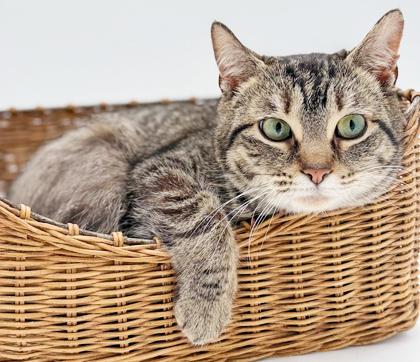 Tabbi is a treat! PRINCESS of HEAD BOOPS!! THERAPY SWEET - VIDEO!, a Adoptable mixed breed in Bedford Hills, NY image 2/6