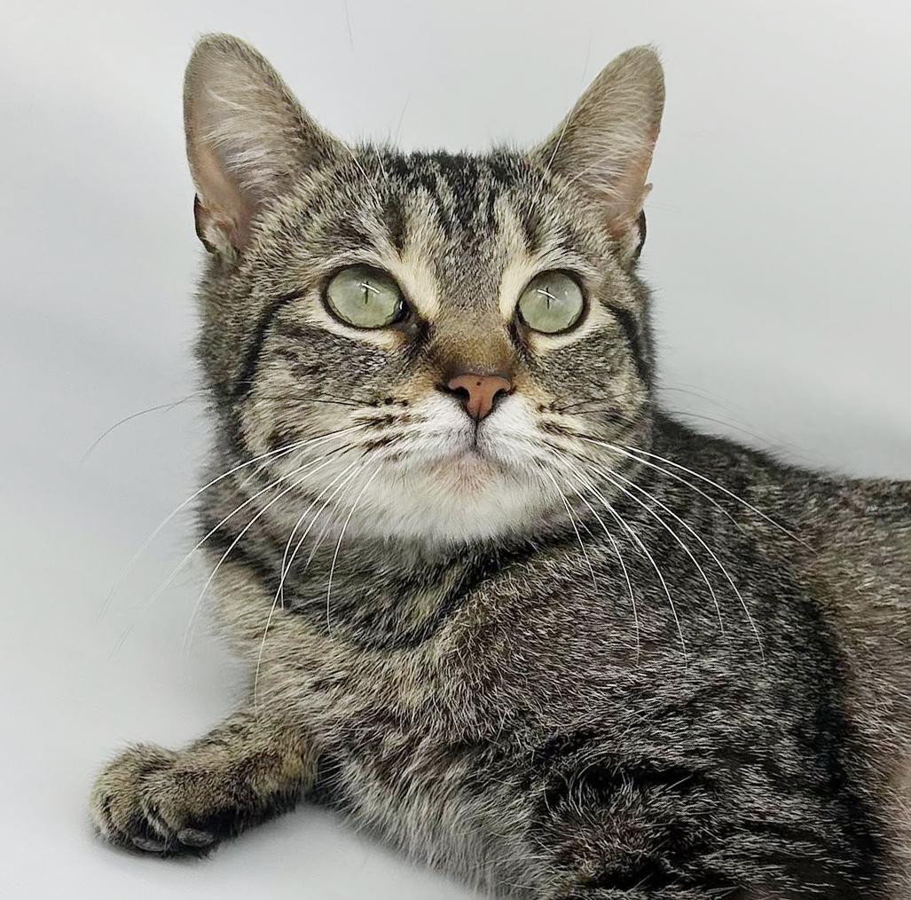 Tabbi is a treat! PRINCESS of HEAD BOOPS!! THERAPY SWEET - VIDEO!, a Adoptable mixed breed in Bedford Hills, NY image 6/6