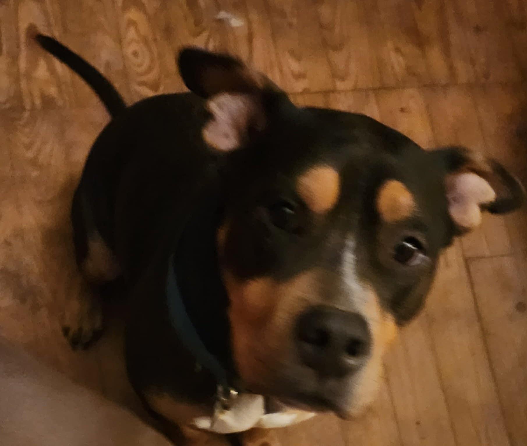 Enlarge Jack, a Adoptable American Staffordshire Terrier in Six Mile, SC image 1/2