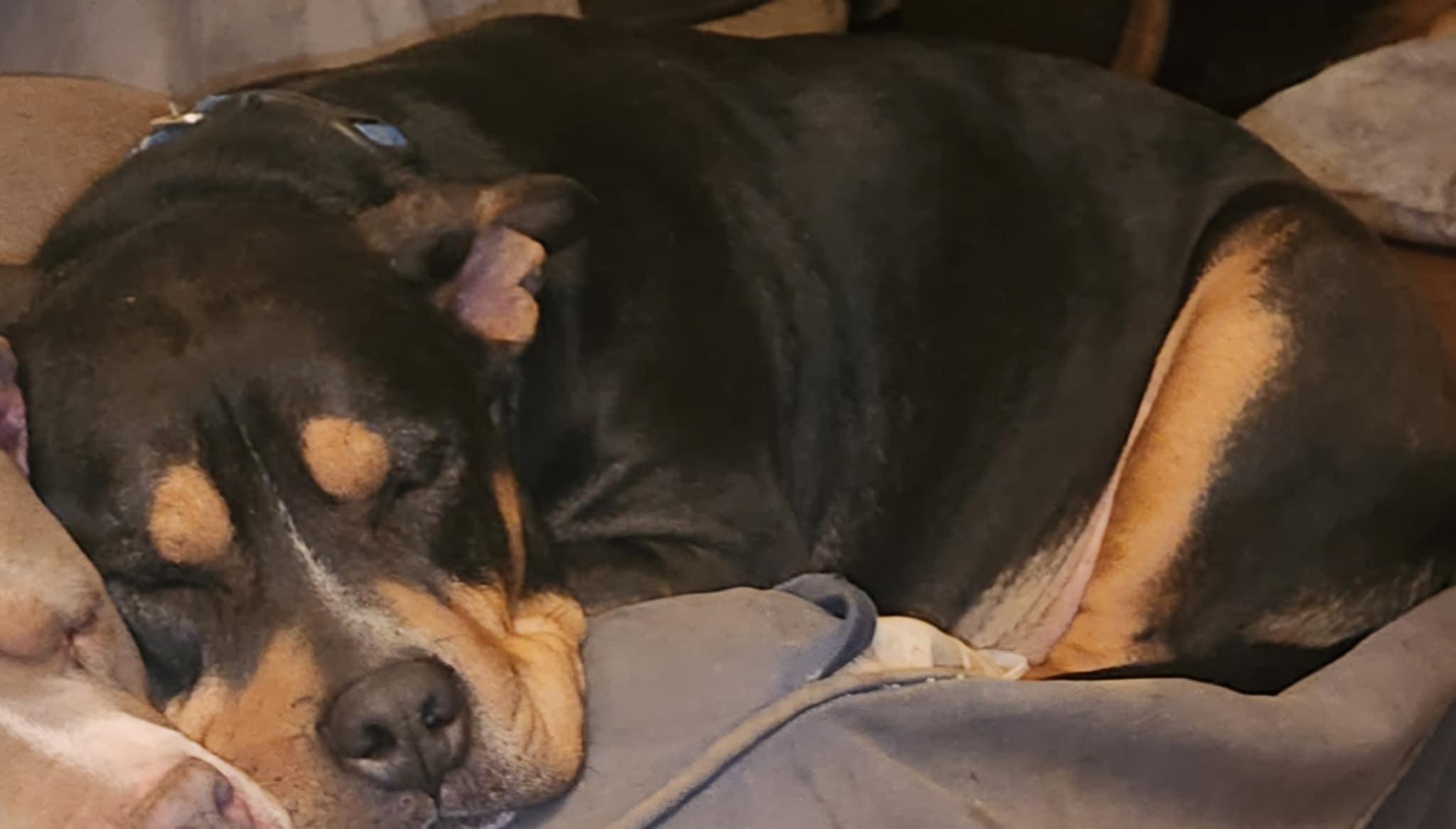 Enlarge Jack, a Adoptable American Staffordshire Terrier in Six Mile, SC image 2/2
