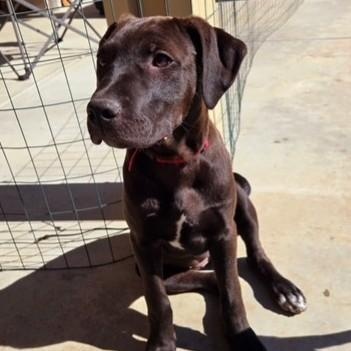 BROWNIE, adopted, Puppy Female Chocolate Labrador Retriever & American Staffordshire Terrier.
