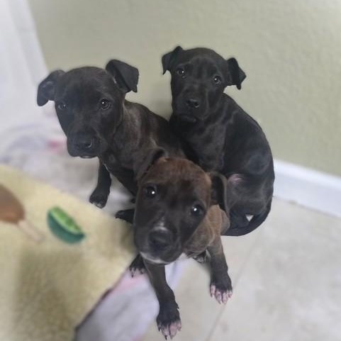 Enlarge BROWNIE, an adopted mixed breed in Murrieta, CA image 3/3