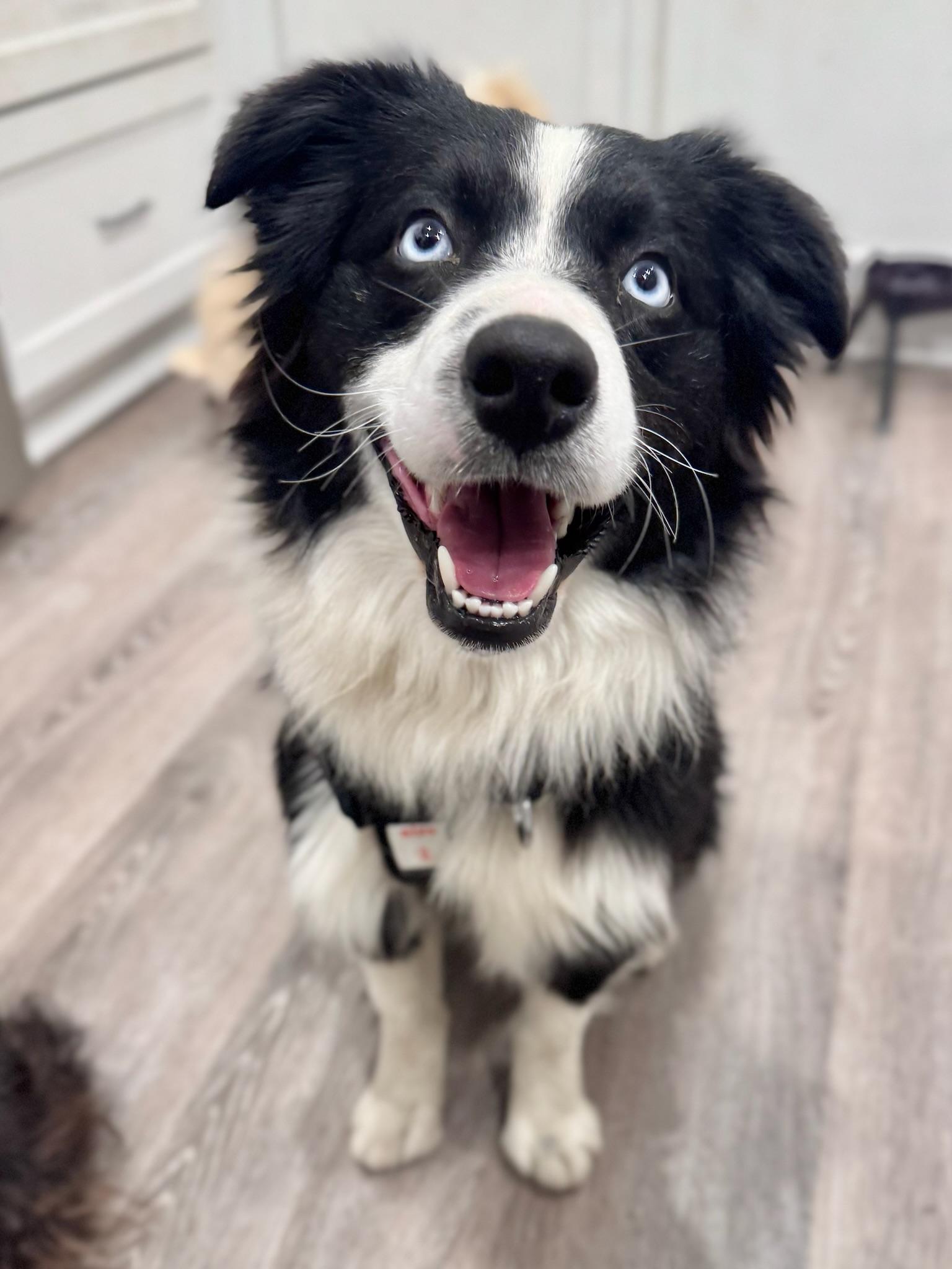 Wrigley, ADOPTABLE, Young Male Australian Shepherd.