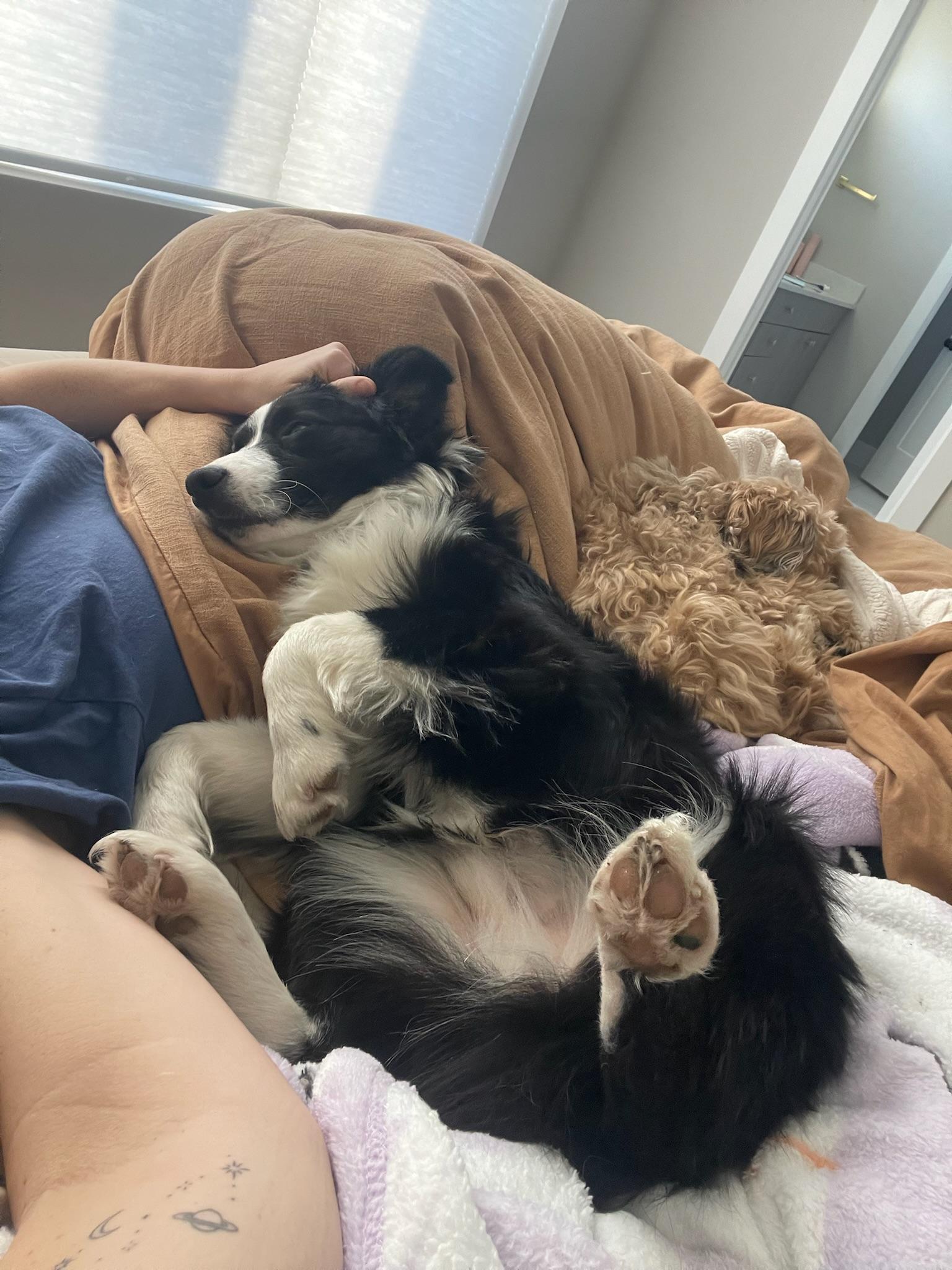 Enlarge Wrigley, a ADOPTABLE Australian Shepherd in Austin, TX image 4/4