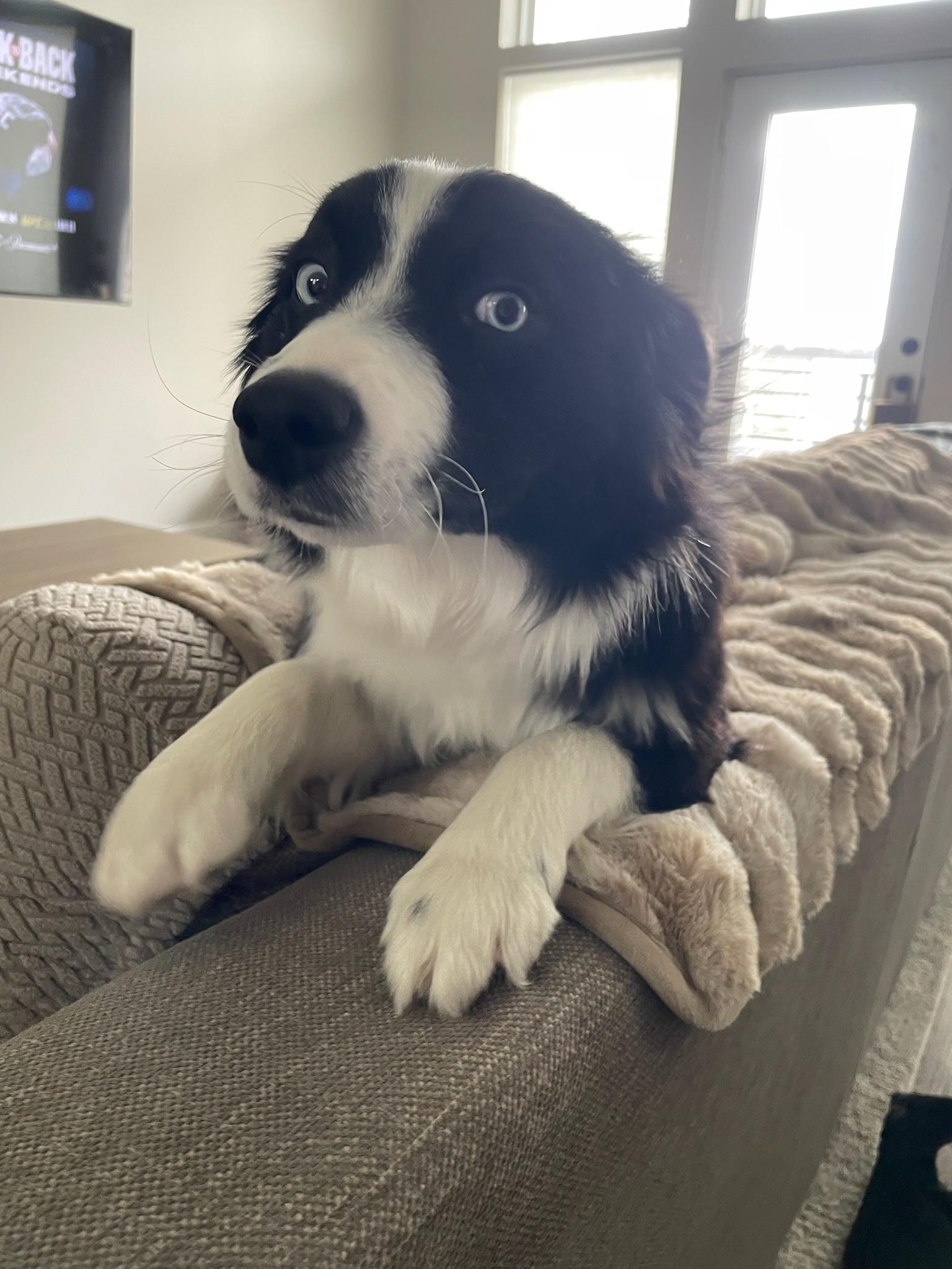 Enlarge Wrigley, a ADOPTABLE Australian Shepherd in Austin, TX image 3/4