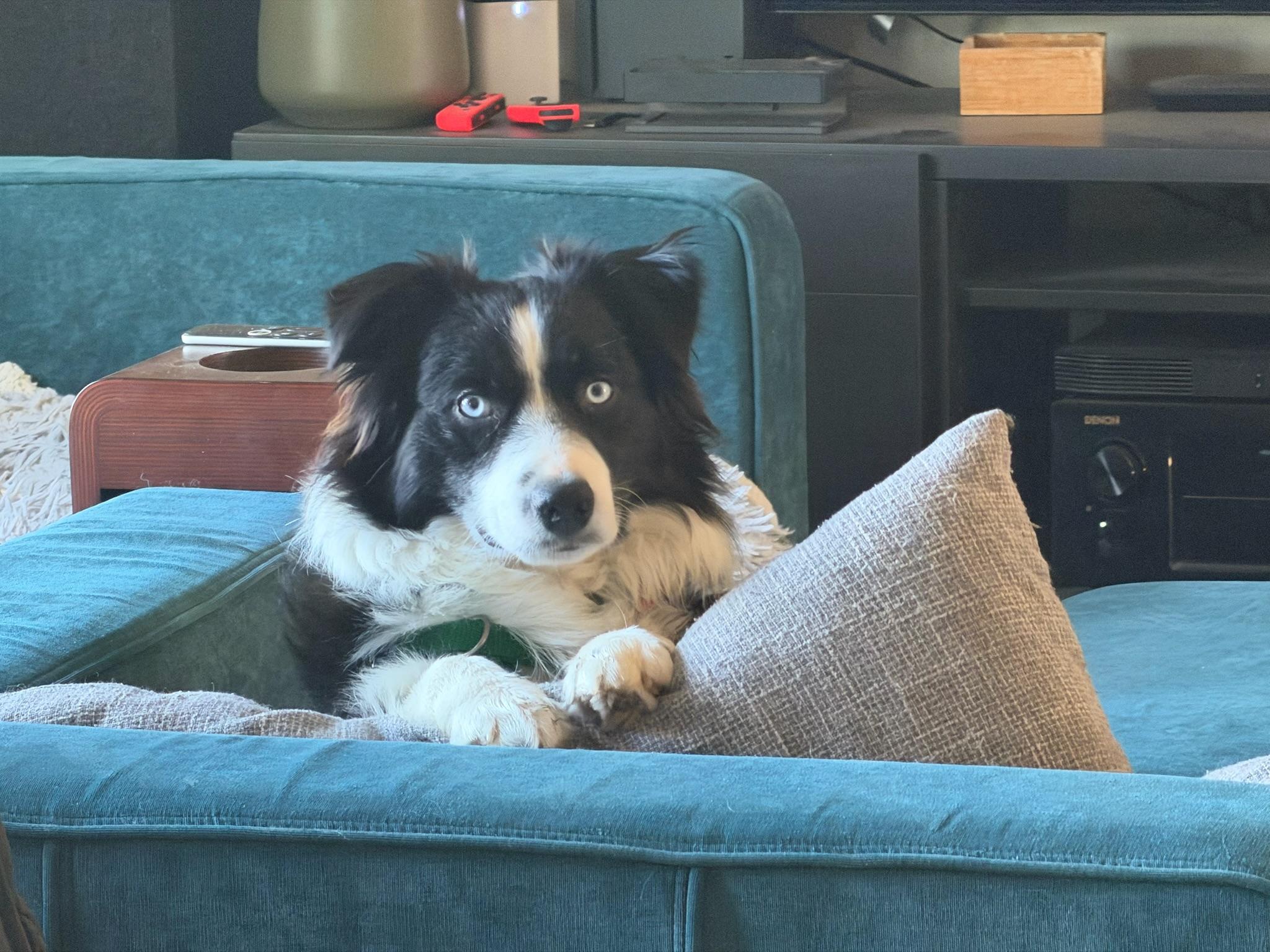 Enlarge Wrigley, a ADOPTABLE Australian Shepherd in Austin, TX image 1/1