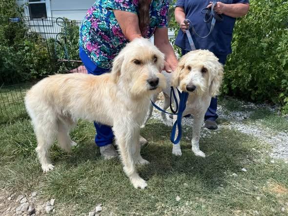 Enlarge Cooper and Sophia, a Adoptable Goldendoodle in Tulsa, OK image 1/1