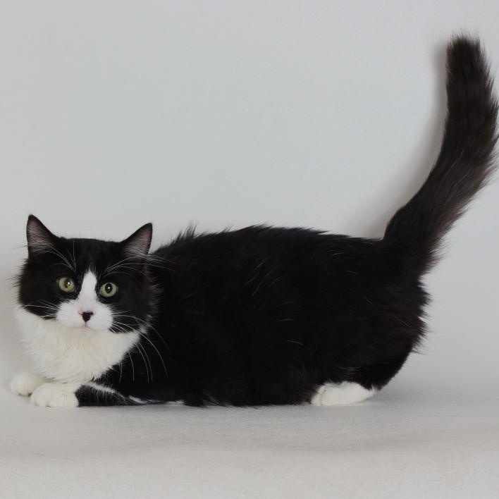 Ernie, Adoptable, Young Male Domestic Medium Hair.