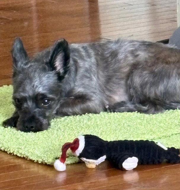 Enlarge Loki, a Adoptable Terrier in Etobicoke, ON image 2/3