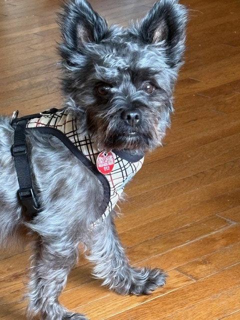 Enlarge Loki, a Adoptable Terrier in Etobicoke, ON image 3/3