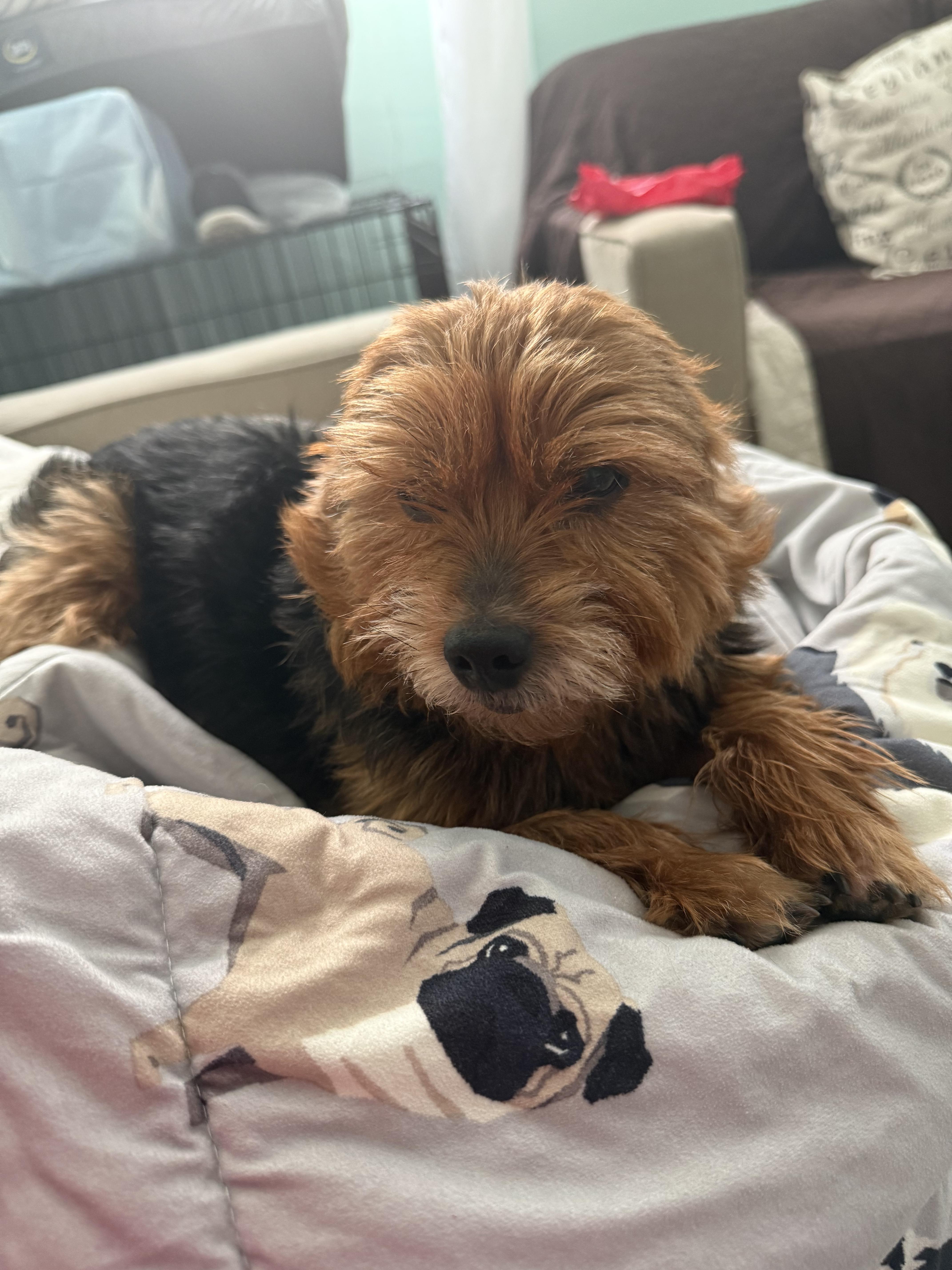 Enlarge Ringo, a Adoptable Yorkshire Terrier in Brooklyn, NY image 1/5