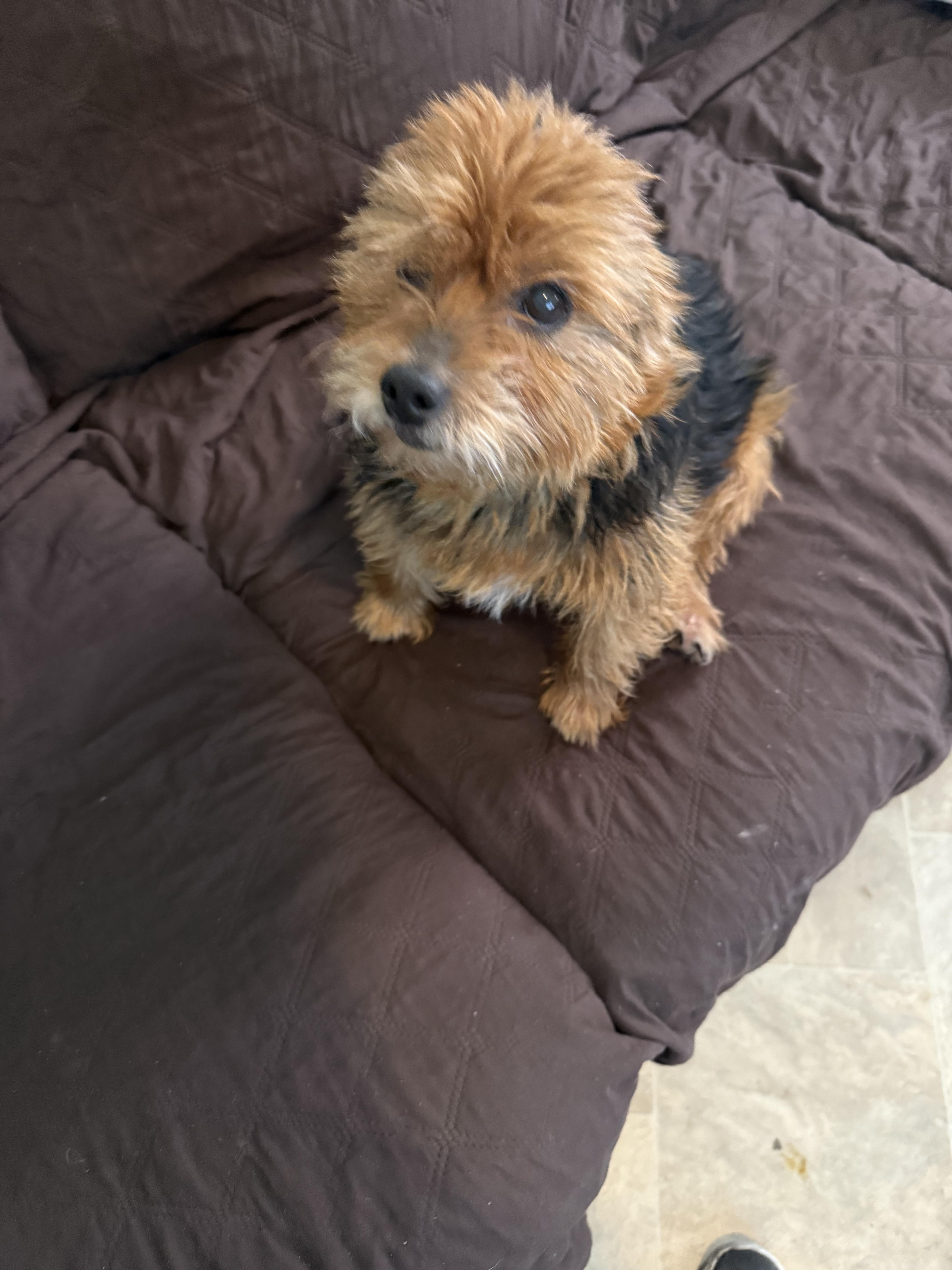 Enlarge Ringo, a Adoptable Yorkshire Terrier in Brooklyn, NY image 2/5