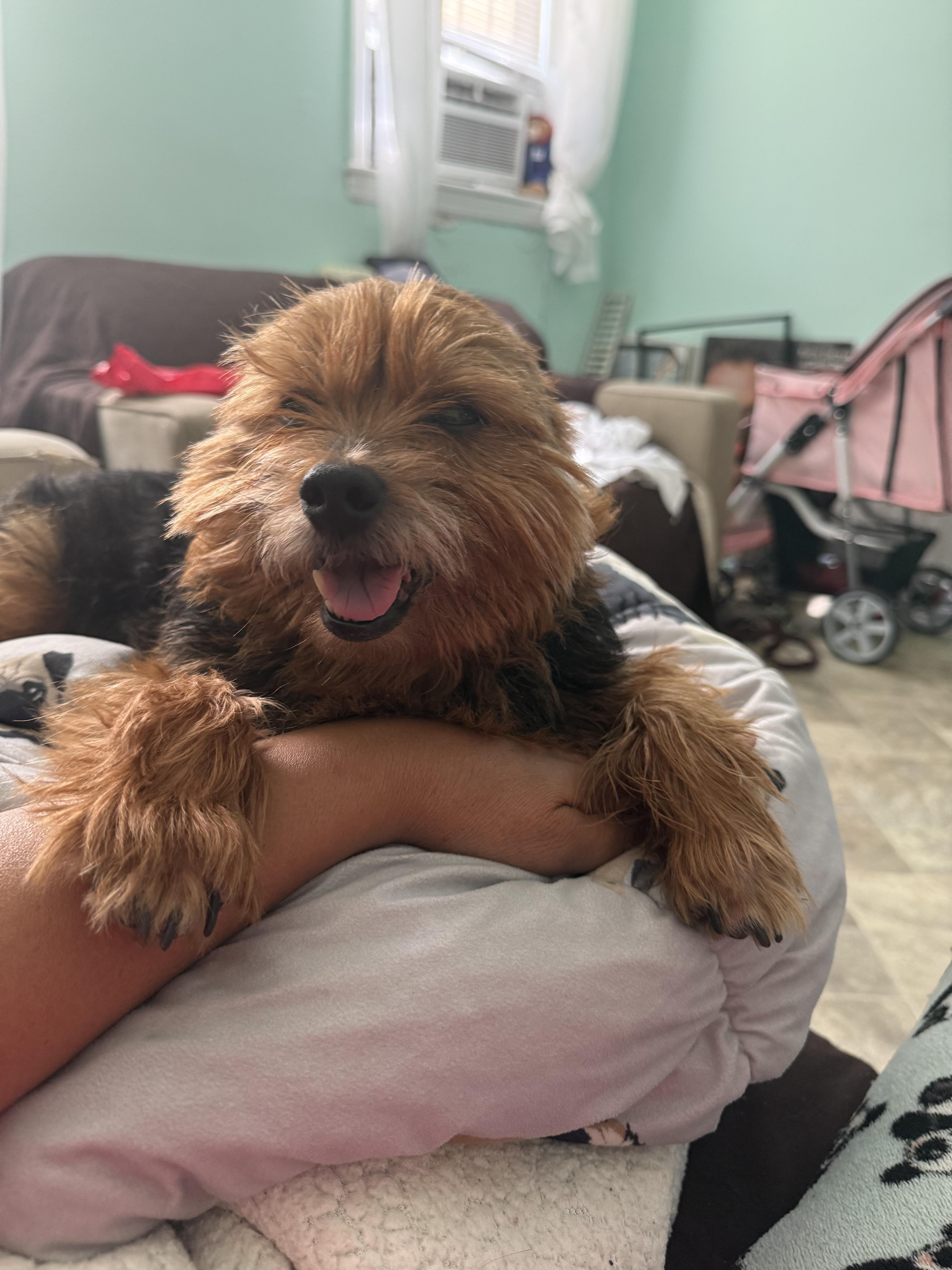 Enlarge Ringo, a Adoptable Yorkshire Terrier in Brooklyn, NY image 3/5