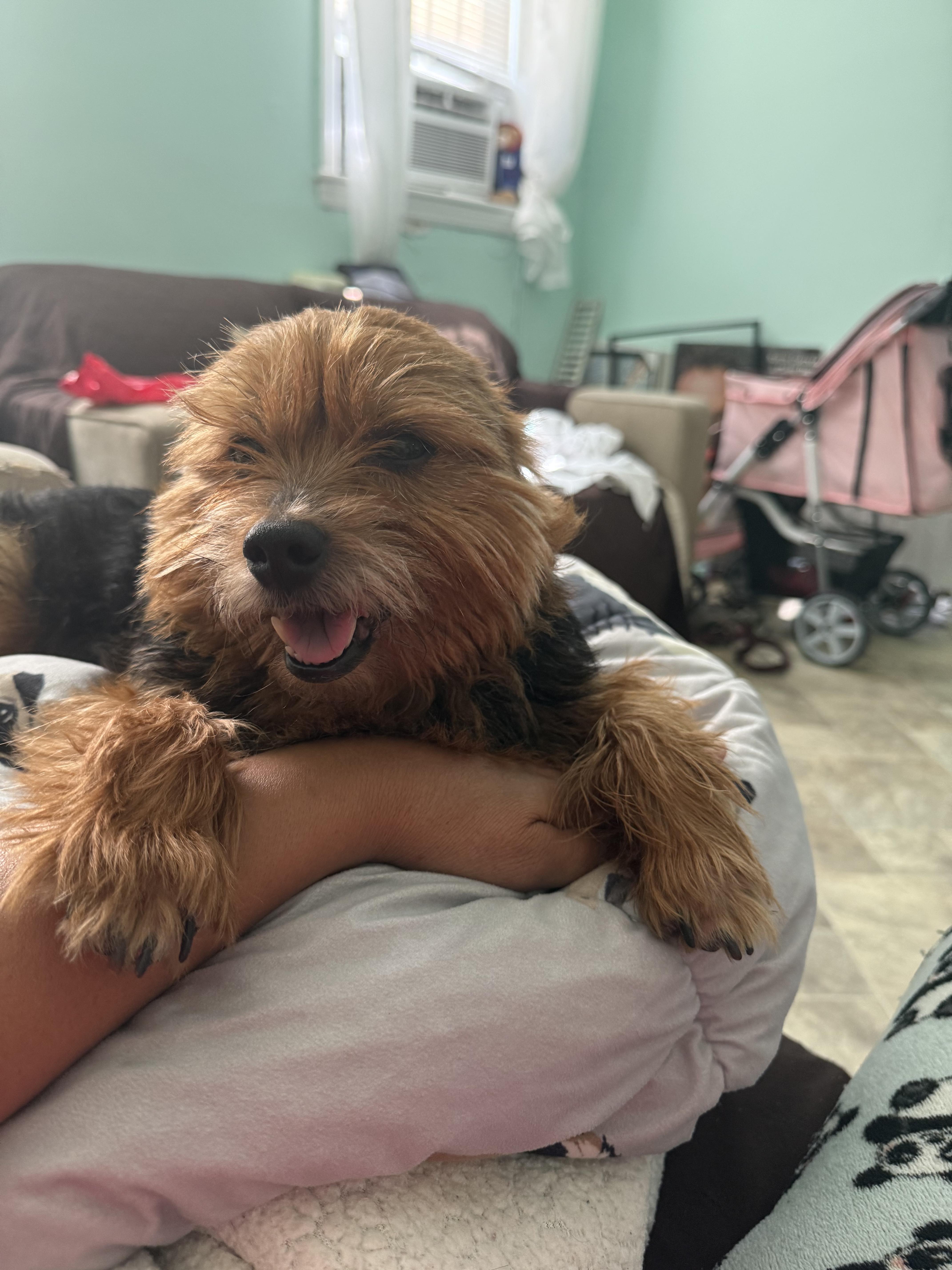 Enlarge Ringo, a Adoptable Yorkshire Terrier in Brooklyn, NY image 4/5