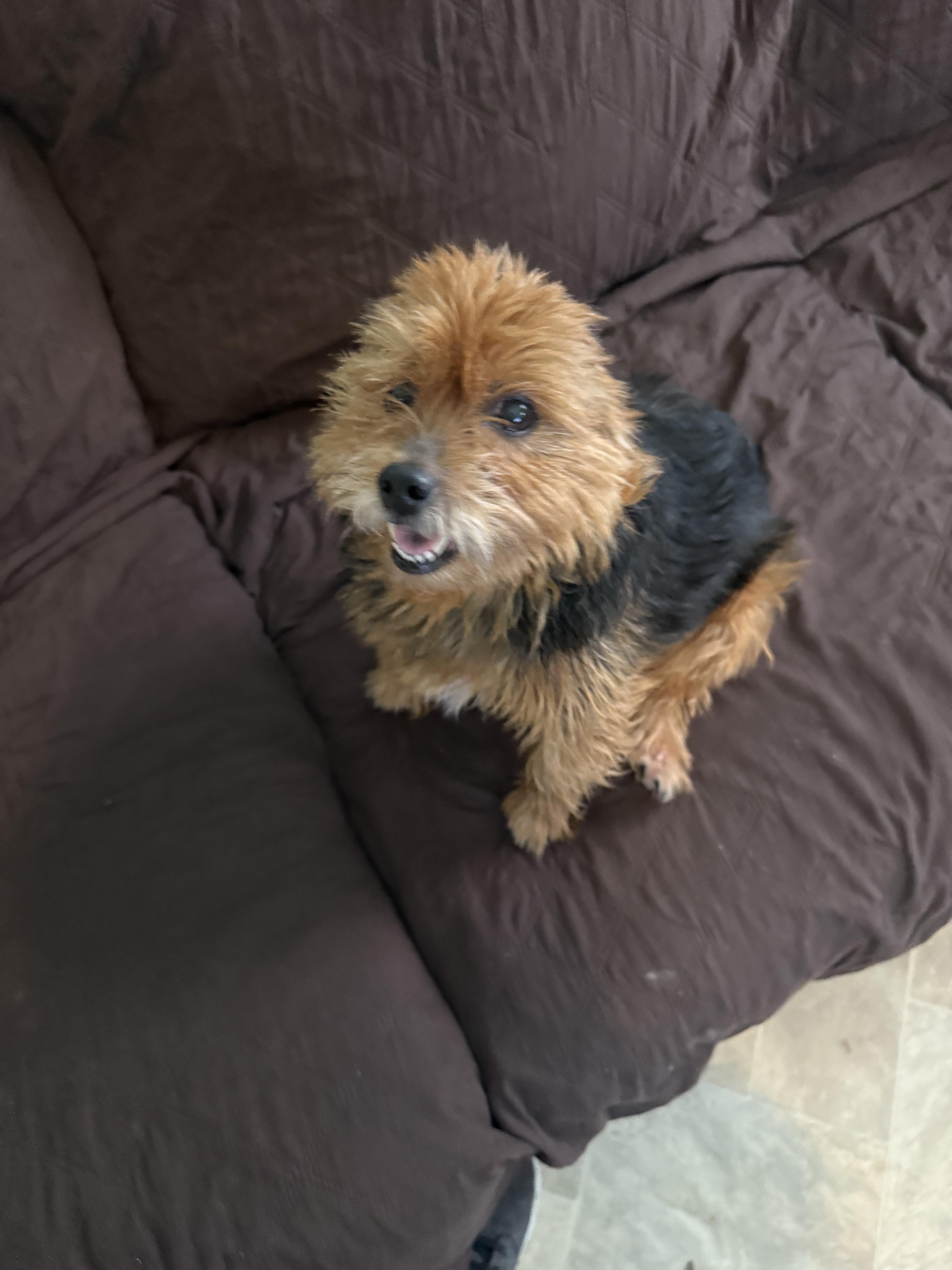 Enlarge Ringo, a Adoptable Yorkshire Terrier in Brooklyn, NY image 5/5