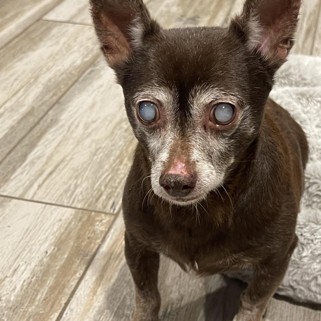 Wolfgang Pup, a Adoptable Chihuahua in Hudson, IL image 1/2