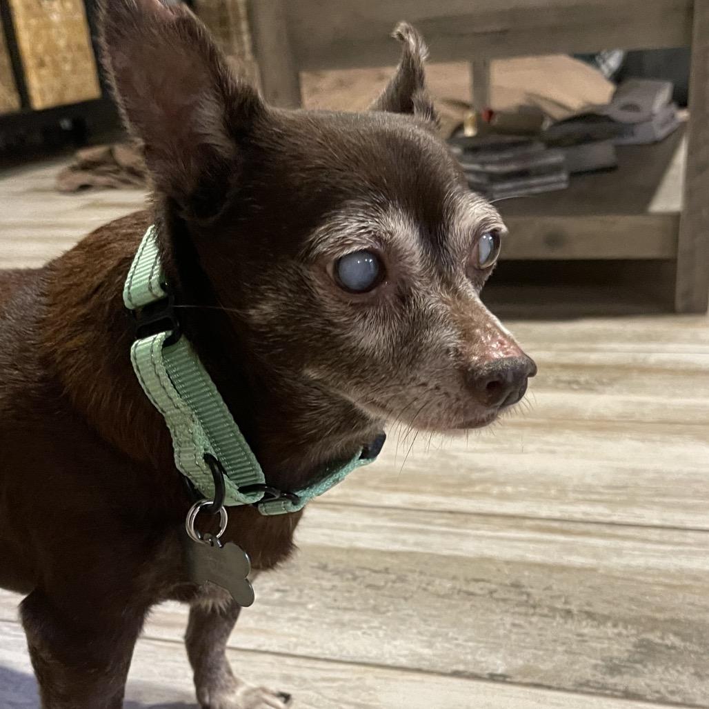 Enlarge Wolfgang Pup, a Adoptable Chihuahua in Hudson, IL image 2/2