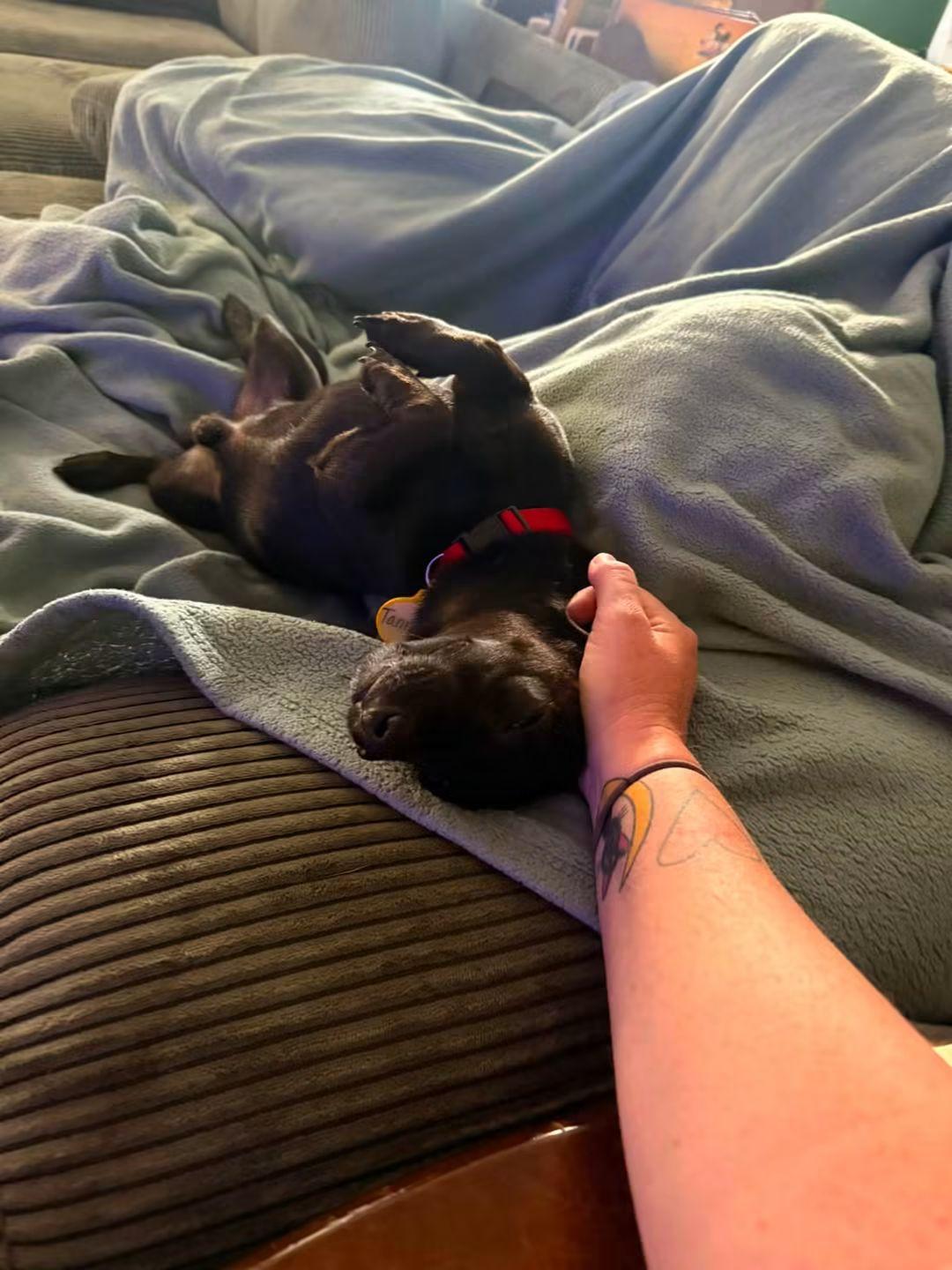 Taquito, a ADOPTABLE Chiweenie in Fort Walton Beach, FL image 2/4