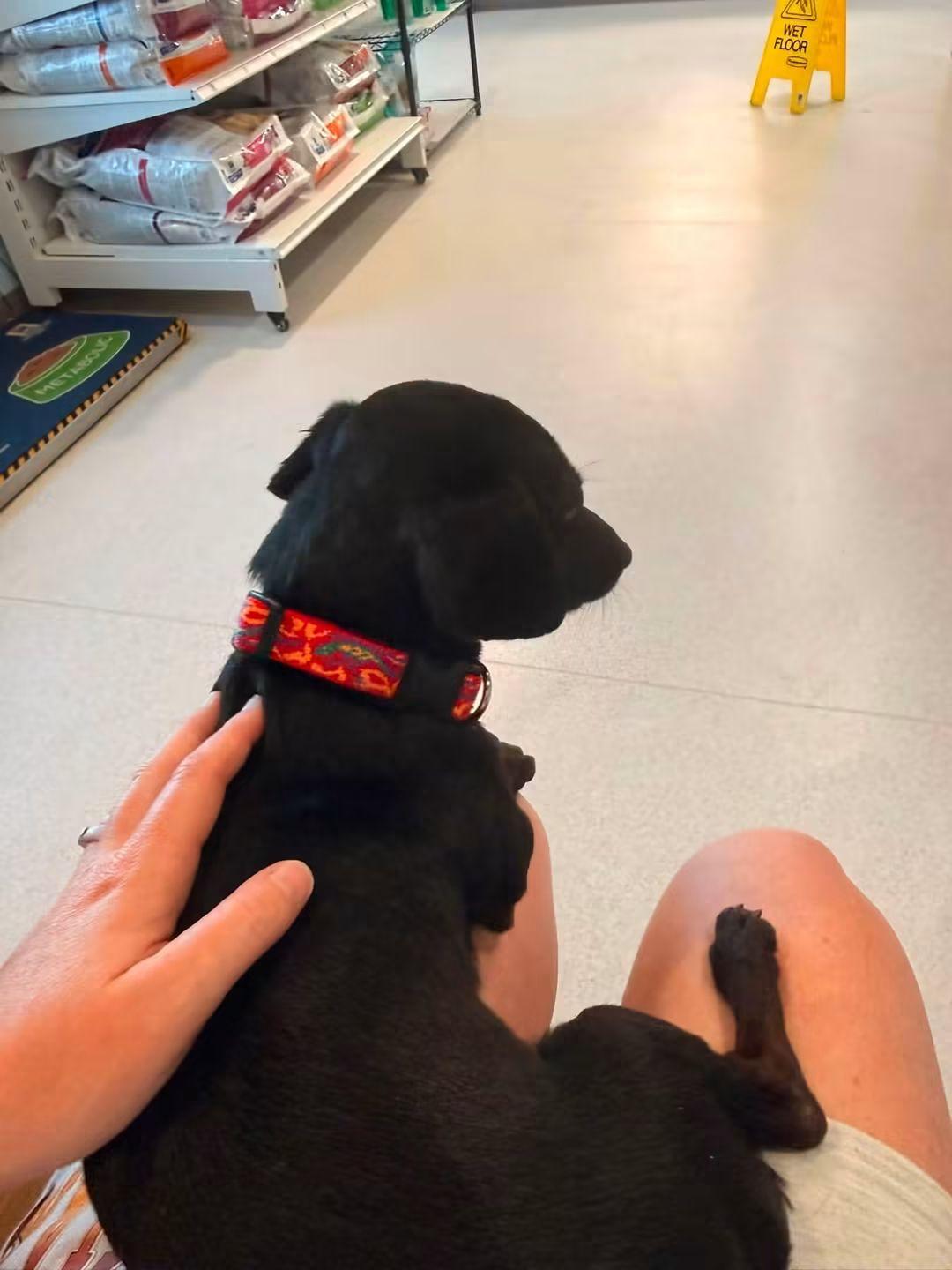Taquito, a ADOPTABLE Chiweenie in Fort Walton Beach, FL image 3/4